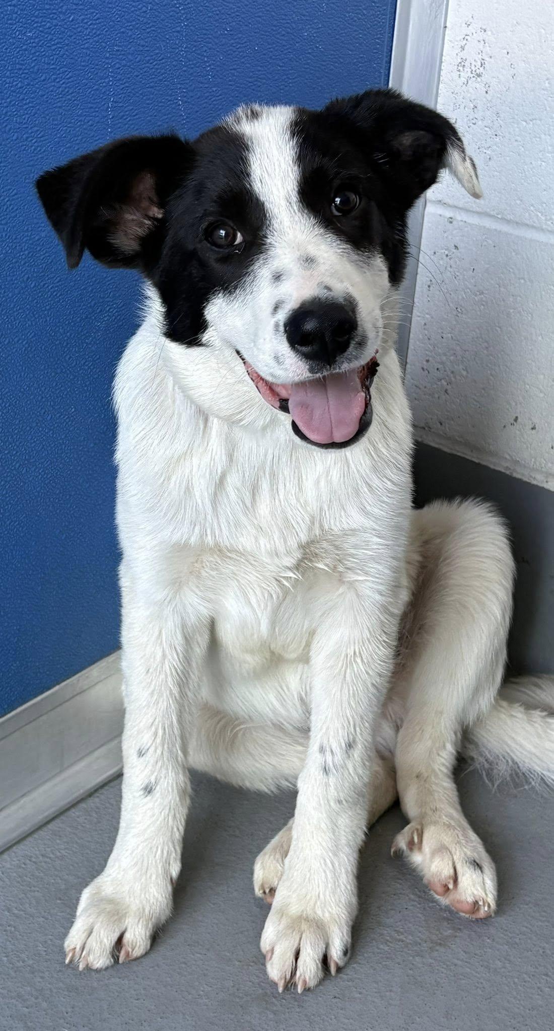 Yukon, a Adoptable mixed breed in Paso Robles, CA image 3/3