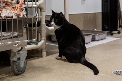 Smudge — thumbnail 2