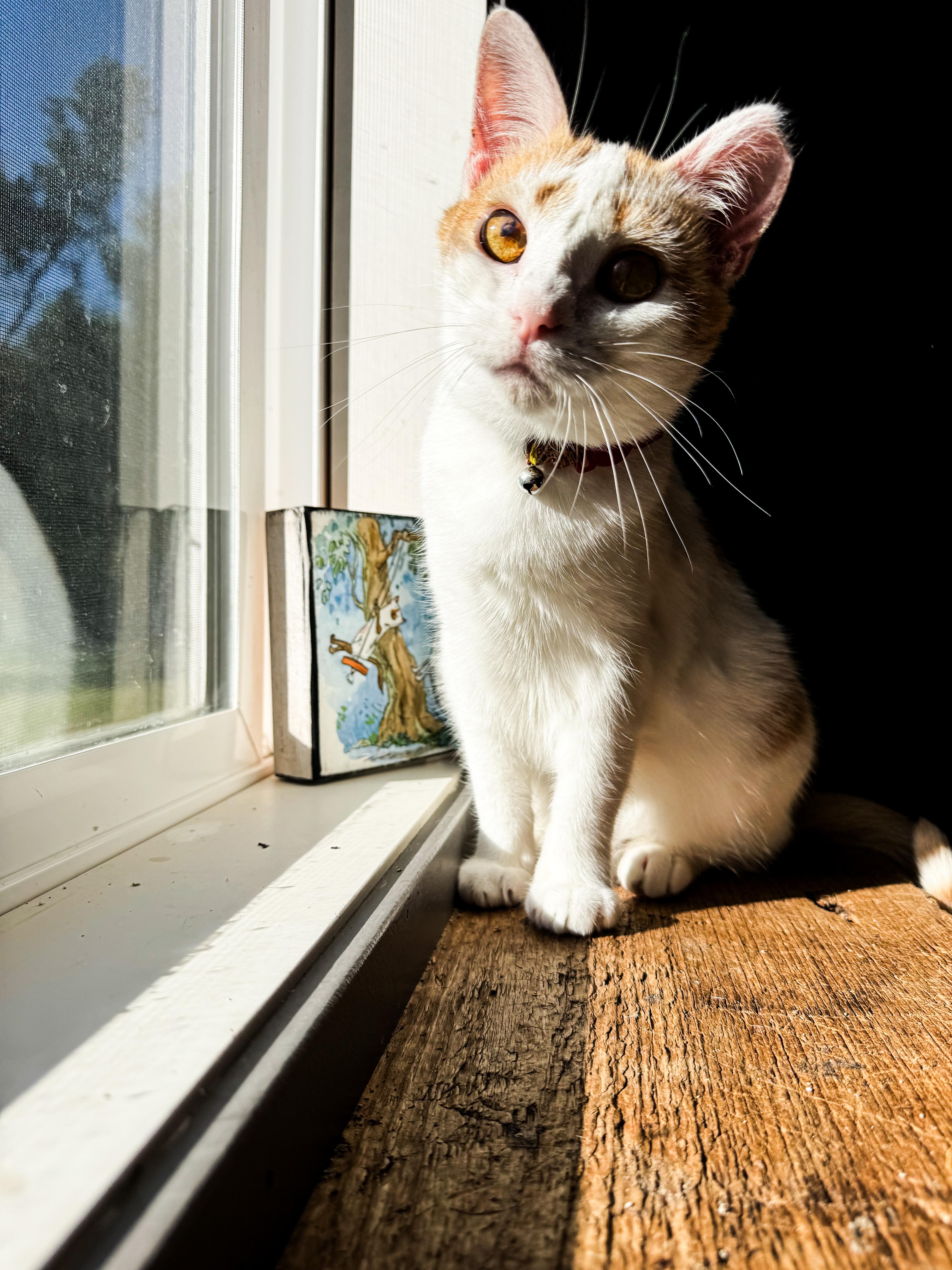 May (Bonded w/Torrent), an adoptable Domestic Short Hair in Sartell, MN, 56377 | Photo Image 1