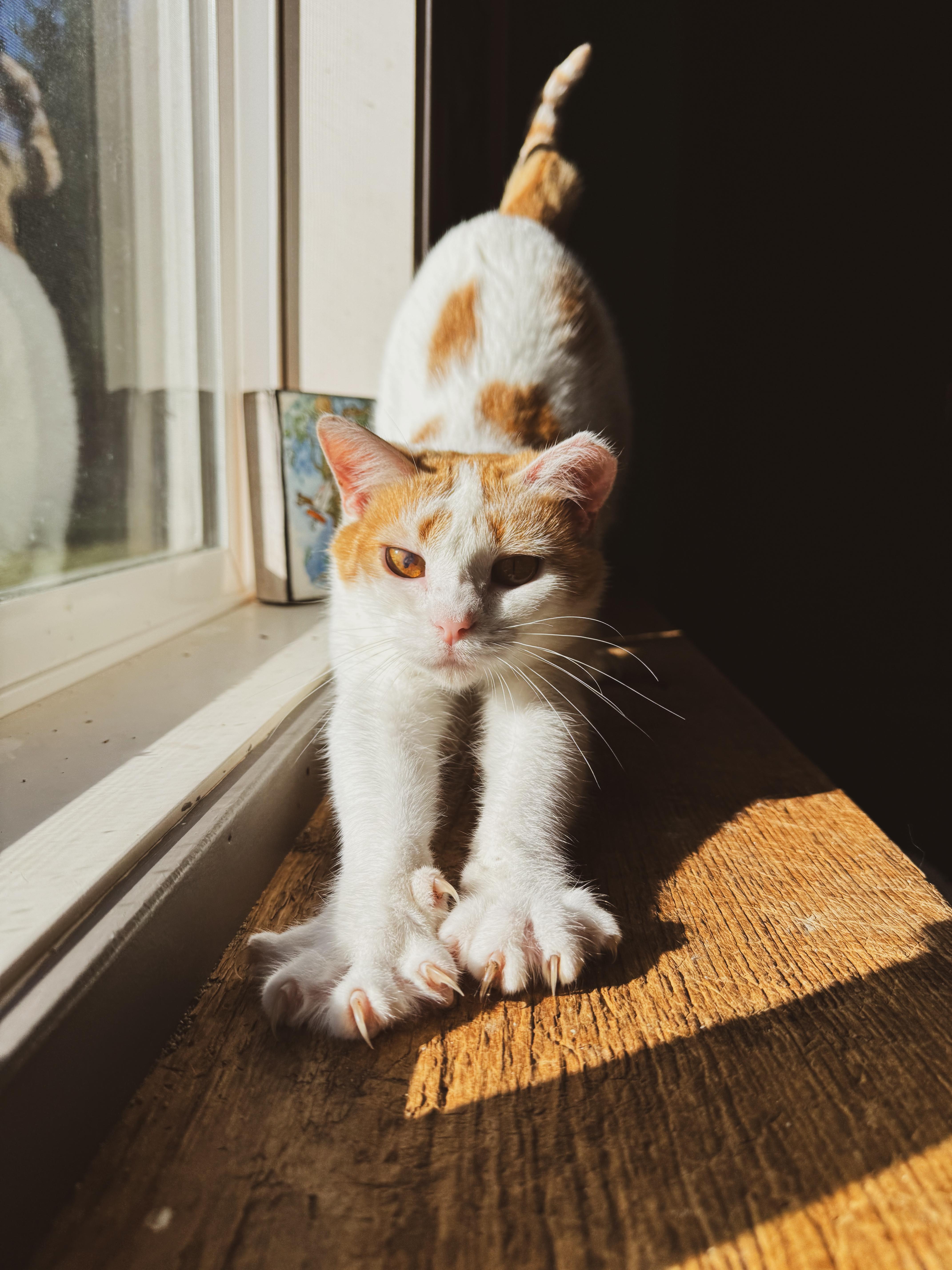 May (Bonded w/Torrent), an adoptable Domestic Short Hair in Sartell, MN, 56377 | Photo Image 3