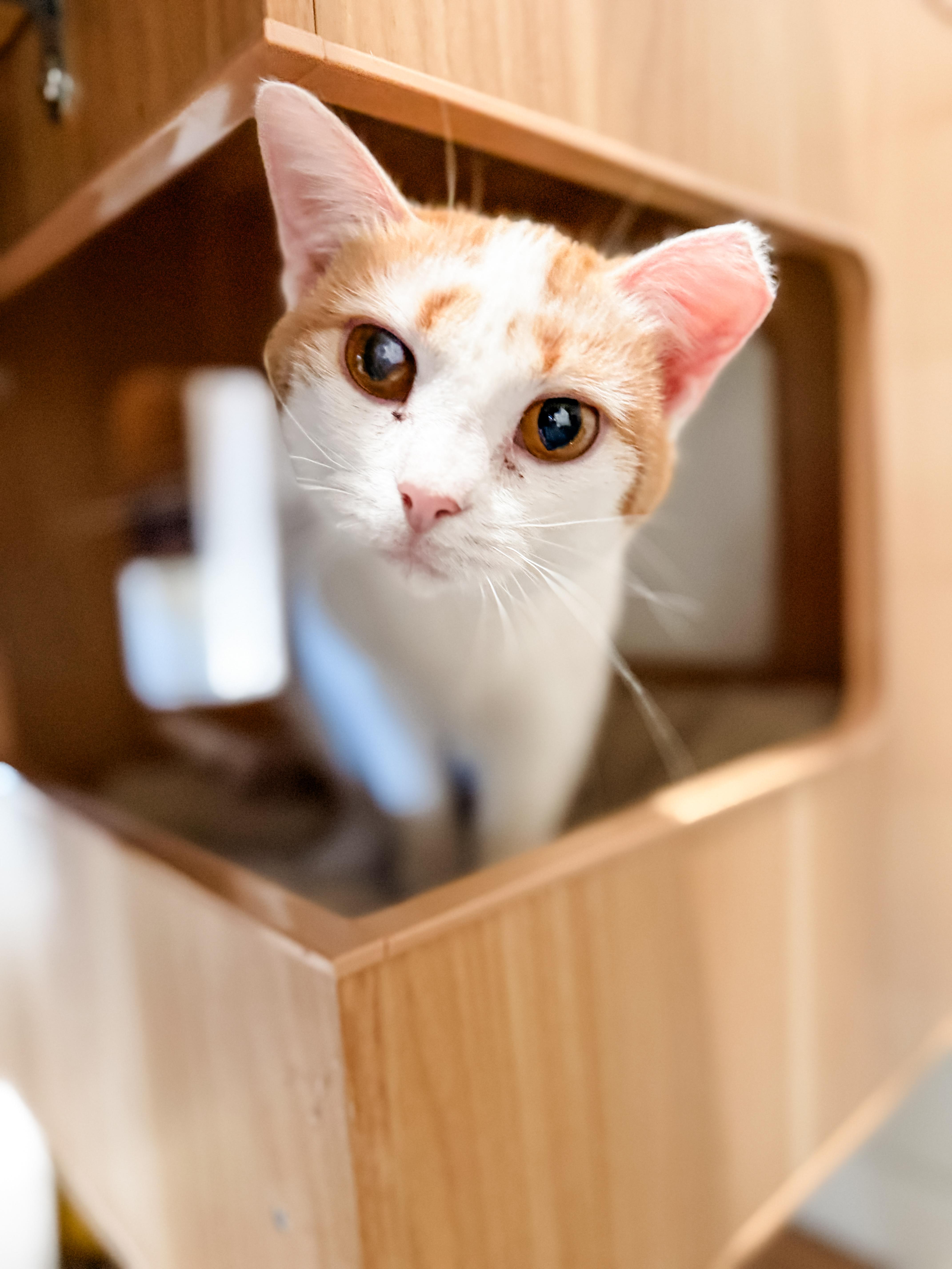 May , Adoptable, Adult Female Domestic Short Hair.