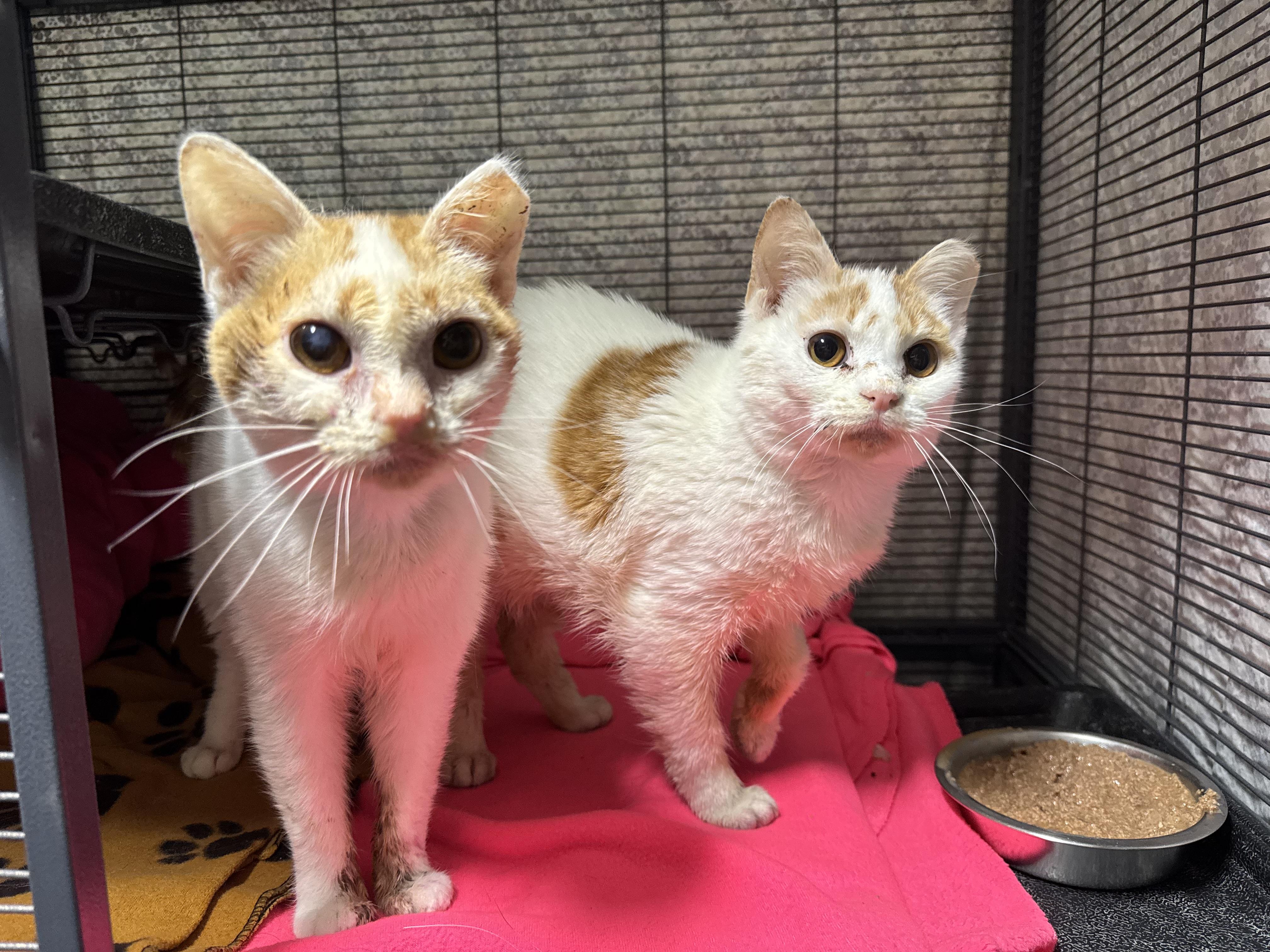 Enlarge May (Bonded w/Torrent), a Adoptable Domestic Short Hair in Sartell, MN image 3/3