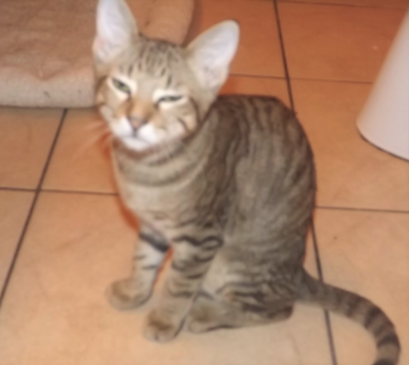 Betsy, a Adoptable mixed breed in Simms, TX image 1/4