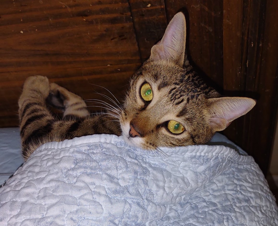 Betsy, a Adoptable mixed breed in Simms, TX image 2/4