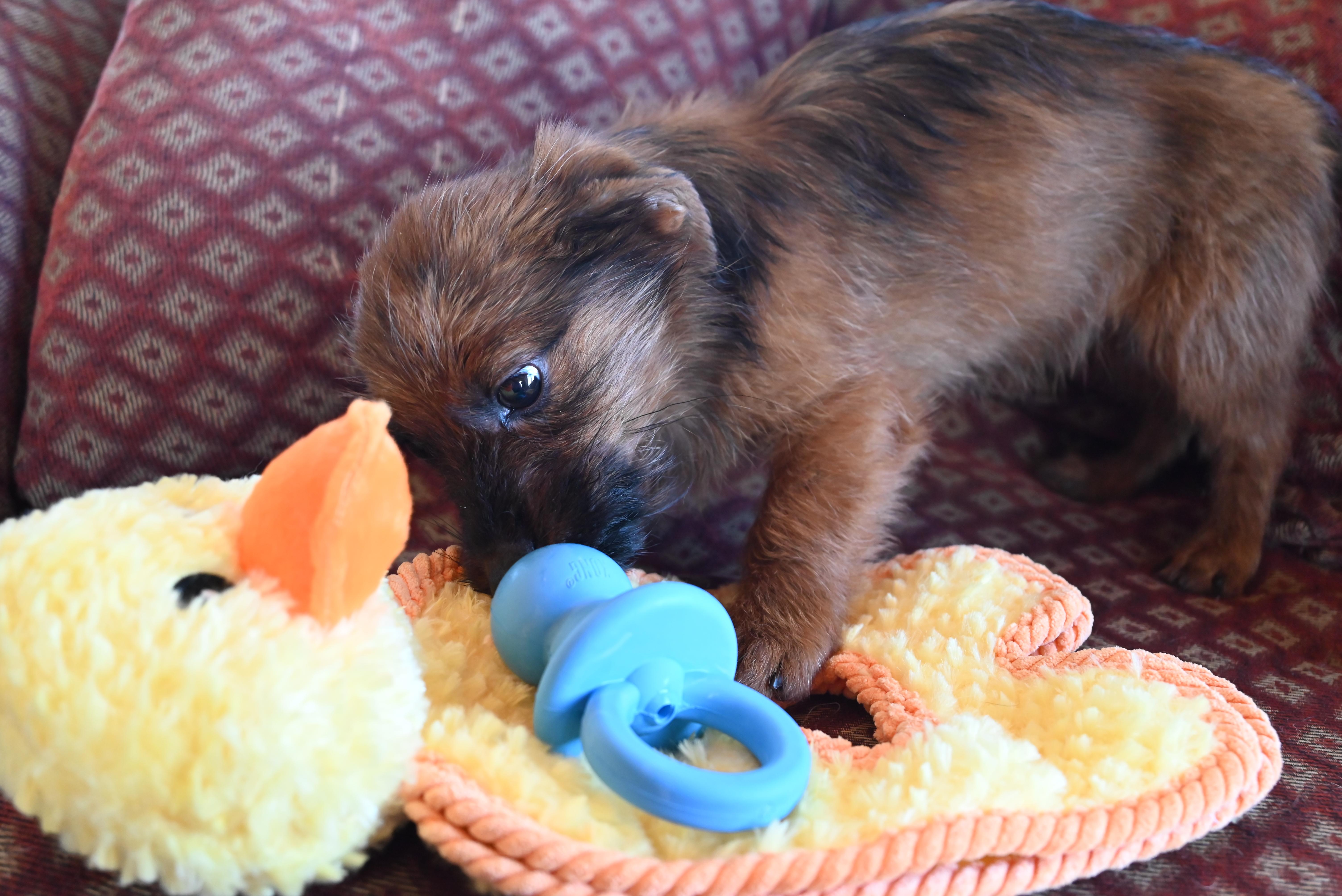 Griffey, adopted, Puppy Male Dachshund (Long Haired).