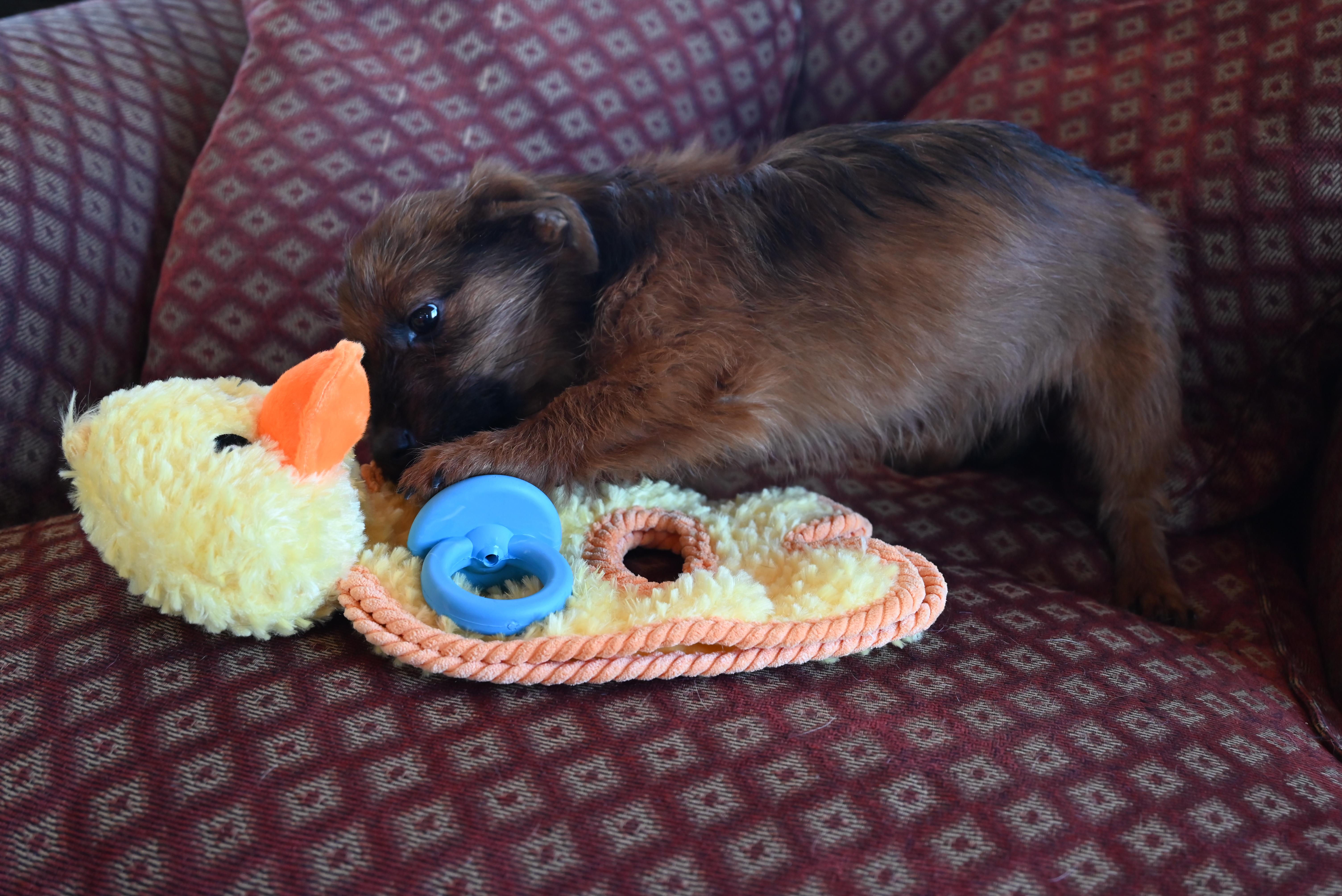 Enlarge Griffey, an adopted mixed breed in Goshen, KY image 3/3