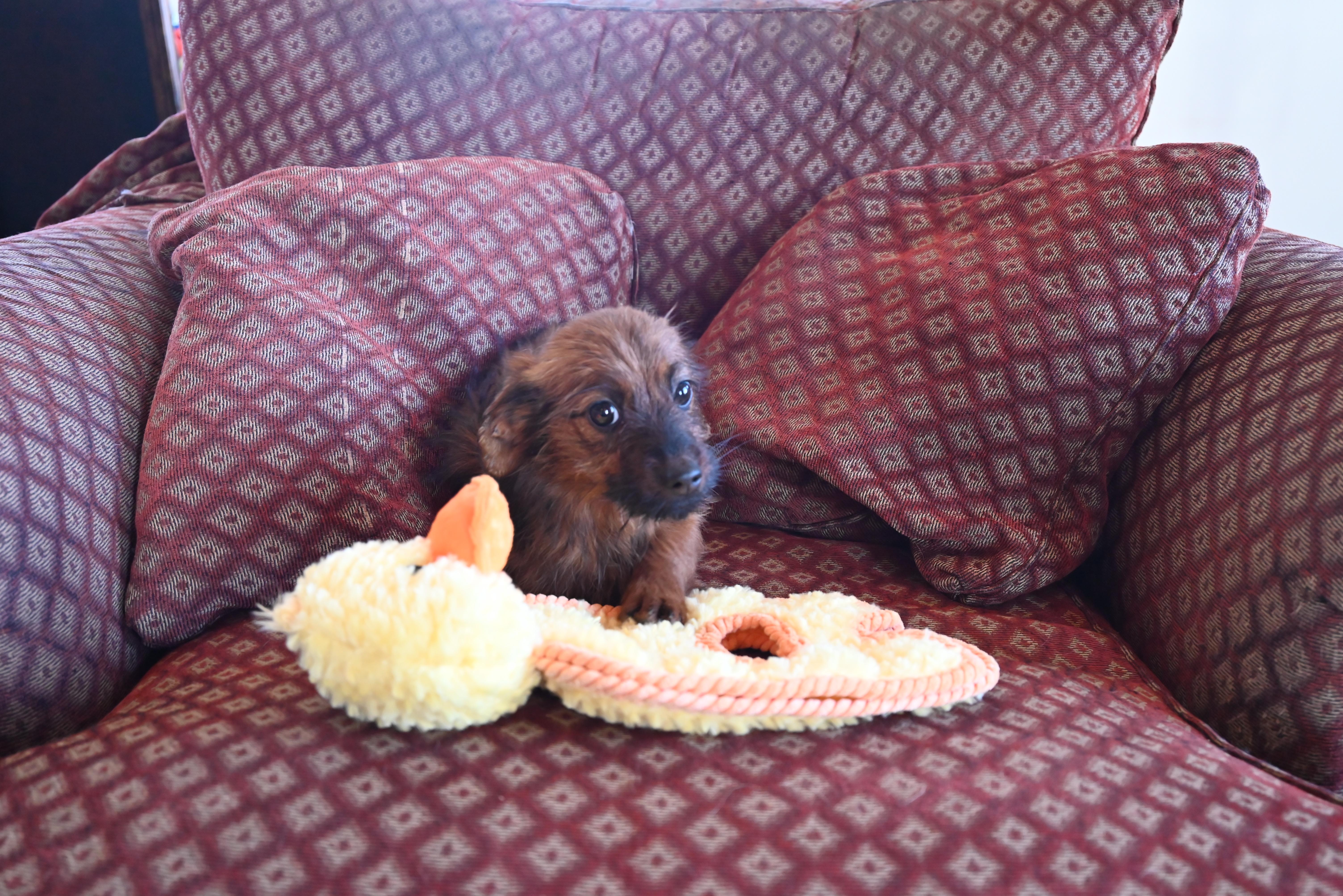 Enlarge Griffey, an adopted mixed breed in Goshen, KY image 2/3