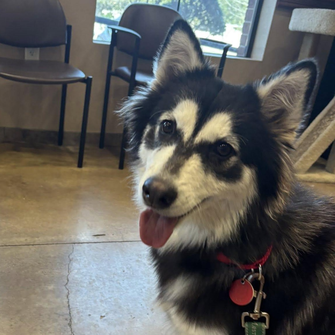 Farrah, a Adoptable mixed breed in Portland, OR image 6/6