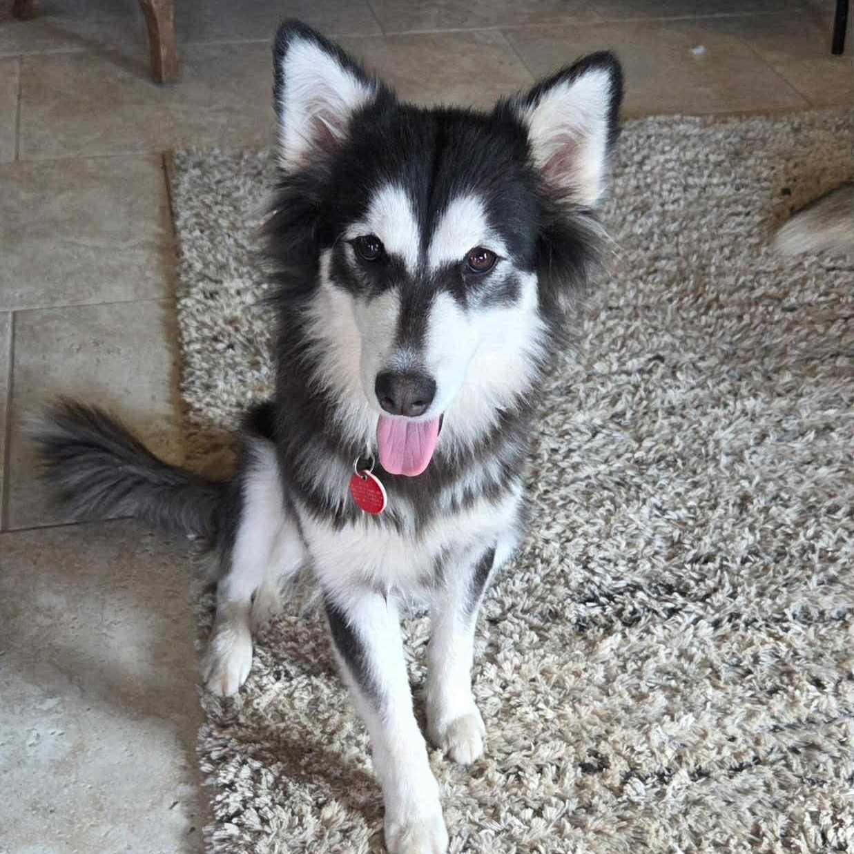 Farrah, Adoptable, Puppy Female Husky.