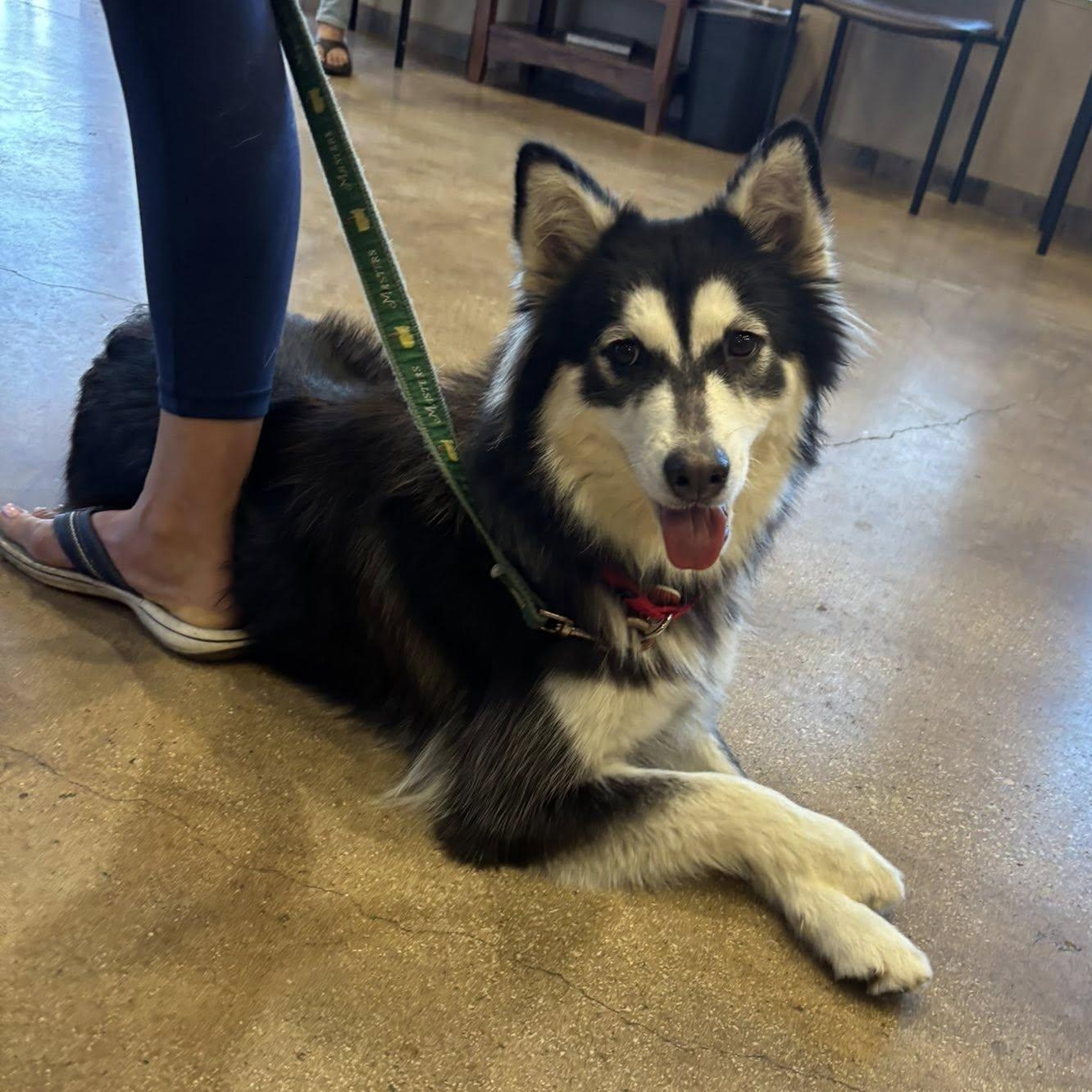 Farrah, a Adoptable mixed breed in Portland, OR image 1/6