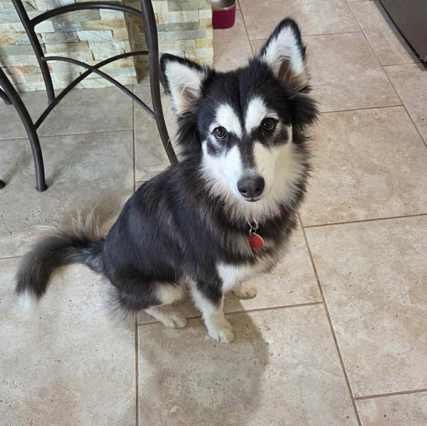 Farrah, a Adoptable mixed breed in Portland, OR image 6/6