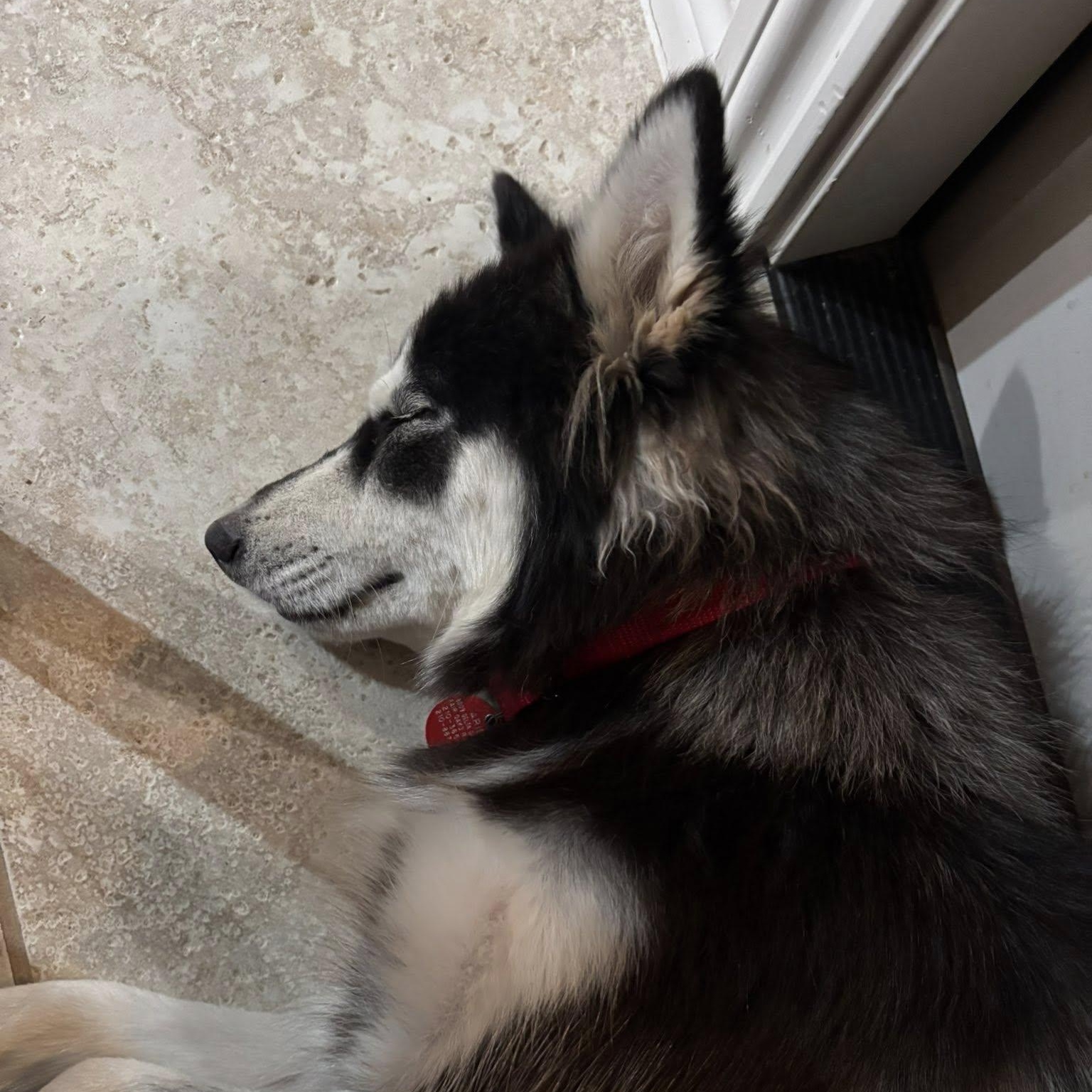 Farrah, a Adoptable mixed breed in Portland, OR image 5/6