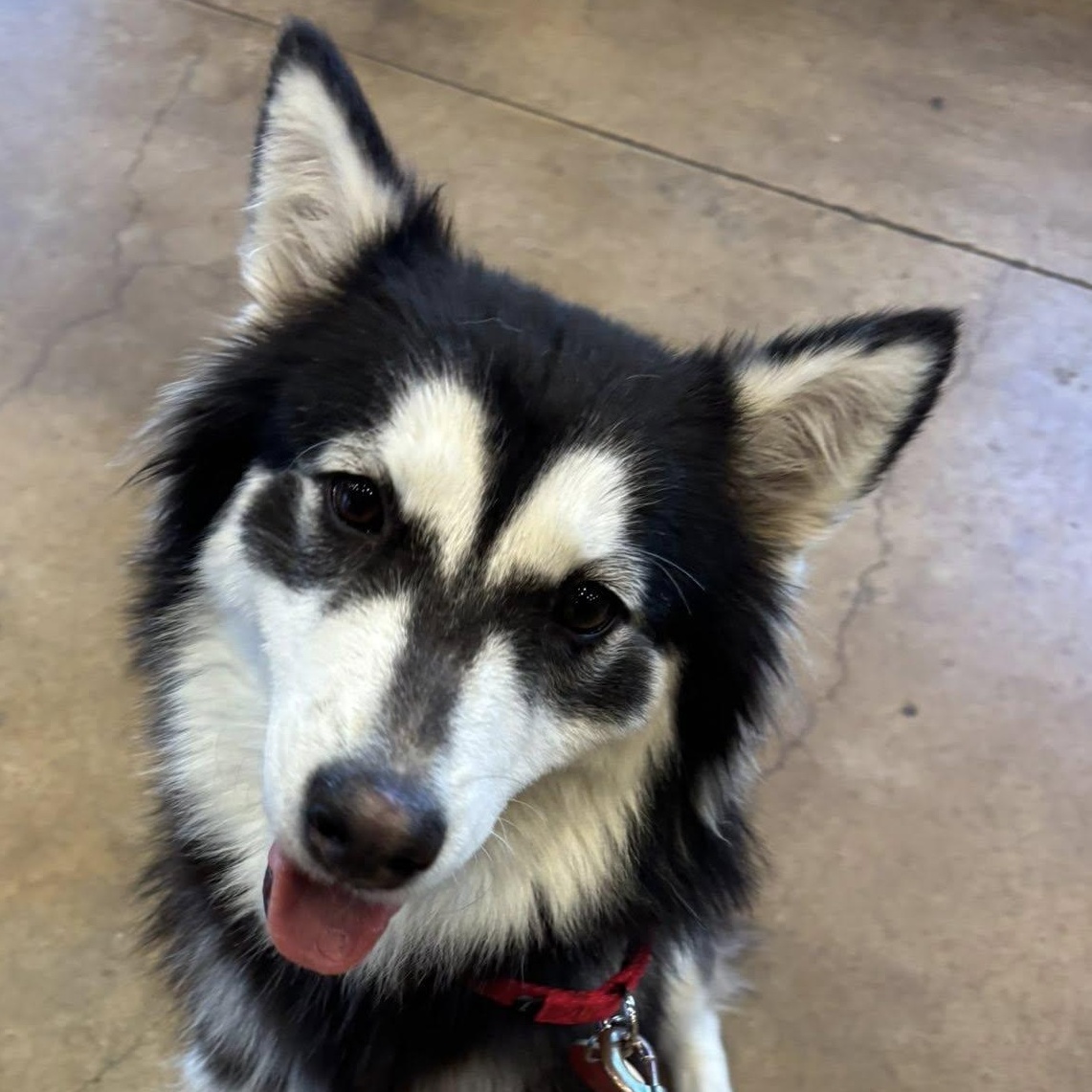 Enlarge Farrah, a Adoptable mixed breed in Portland, OR image 1/6