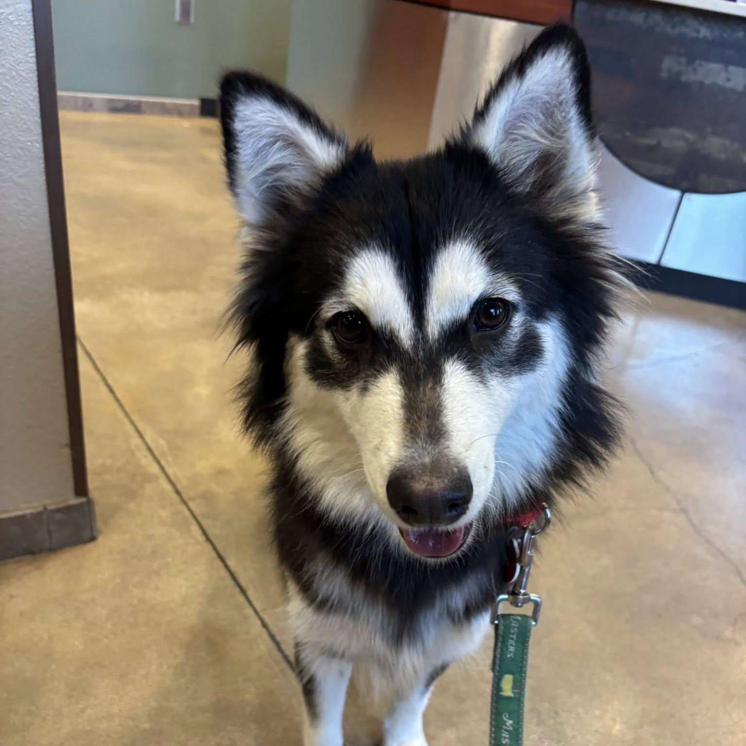 Farrah, a Adoptable mixed breed in Portland, OR image 2/6