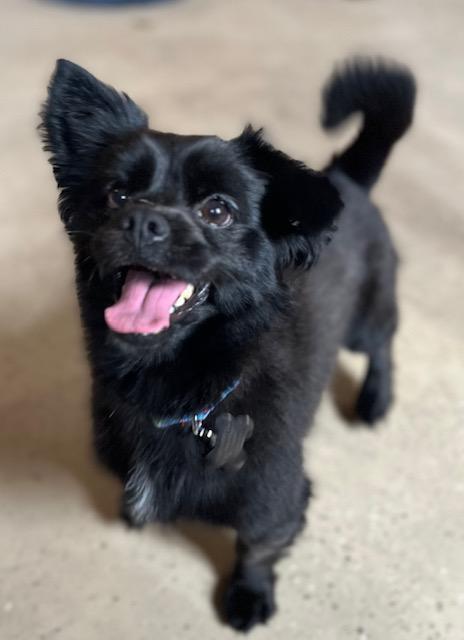 Axel , an adopted mixed breed in Egg Harbor City, NJ image 2/2