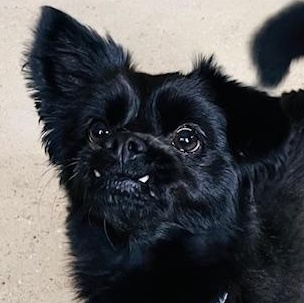 Axel , an adopted mixed breed in Egg Harbor City, NJ image 1/2