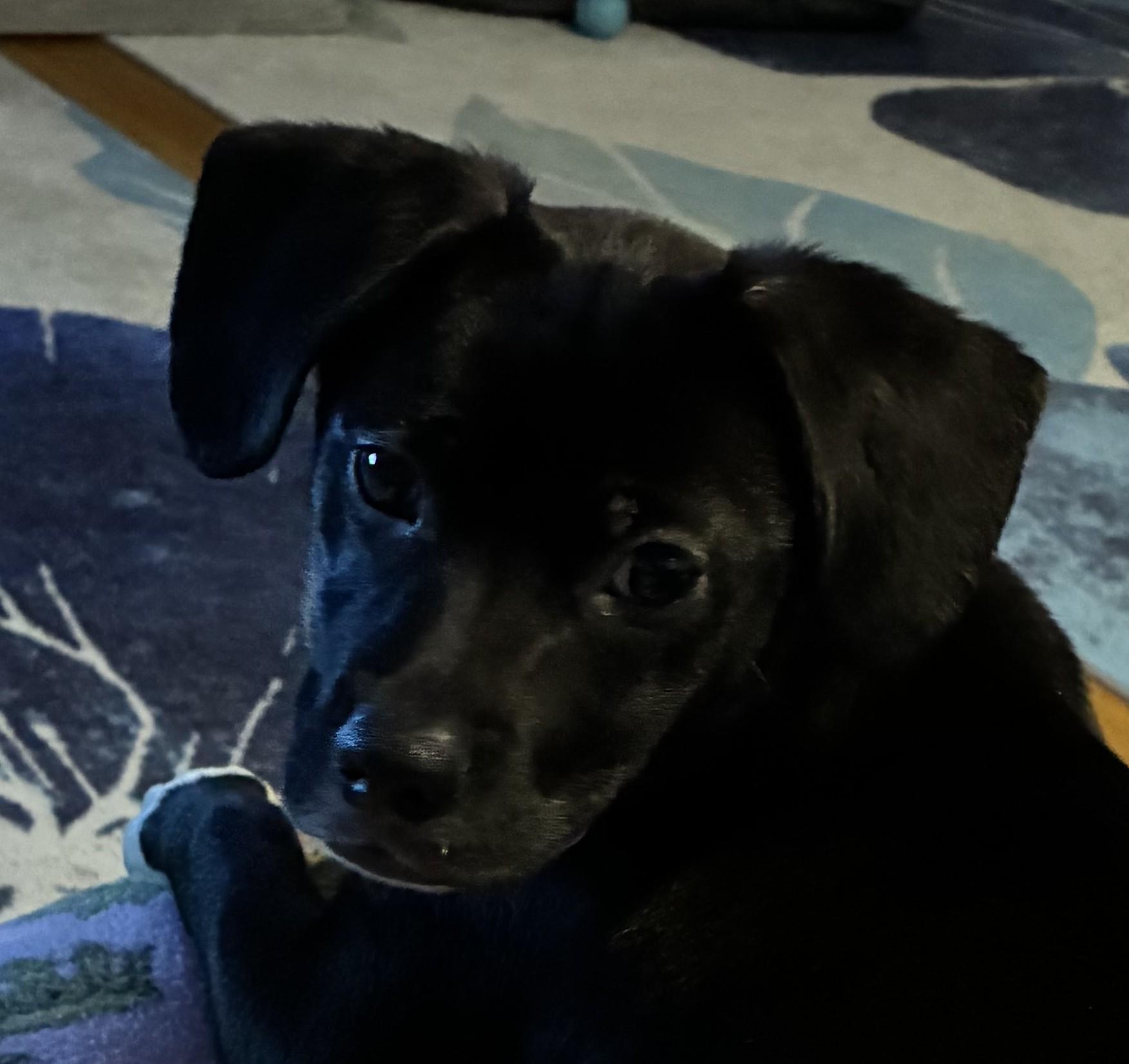 Enlarge Flip, a ADOPTABLE mixed breed in Bartlett, IL image 5/6