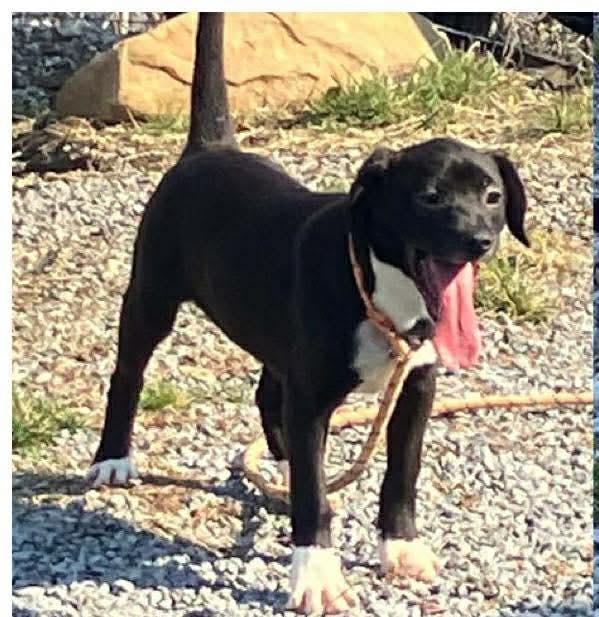 Enlarge Flip, a ADOPTABLE mixed breed in Bartlett, IL image 2/6