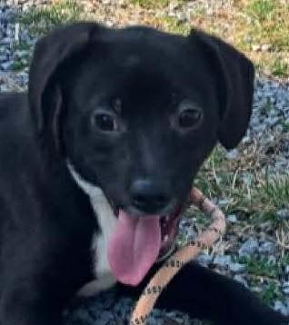 Enlarge Flip, a ADOPTABLE mixed breed in Bartlett, IL image 1/6