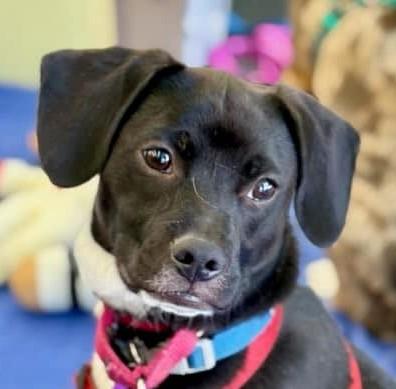 Flip, ADOPTABLE, Puppy Male Border Collie & Rat Terrier.