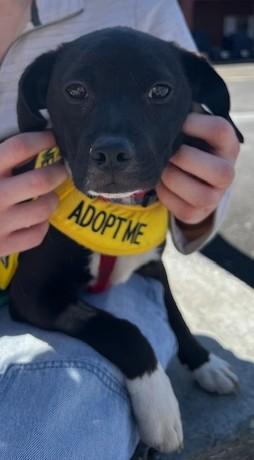 Enlarge Flip, a ADOPTABLE mixed breed in Bartlett, IL image 1/6