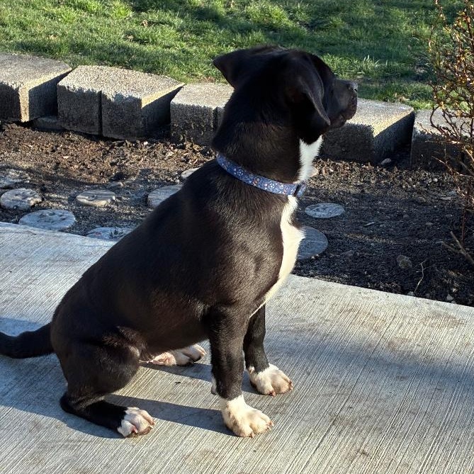 Enlarge Flip, a ADOPTABLE mixed breed in Bartlett, IL image 6/6