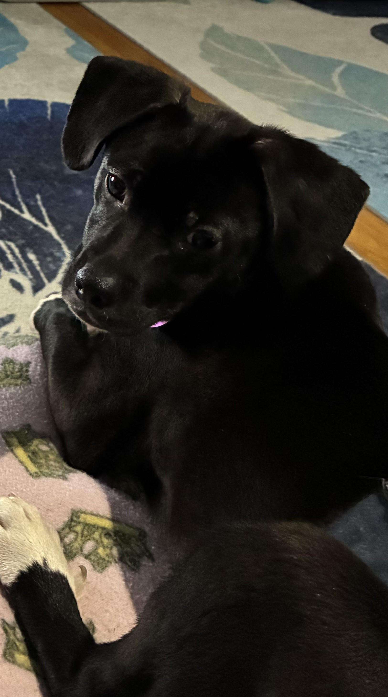 Enlarge Flip, a ADOPTABLE mixed breed in Bartlett, IL image 6/6