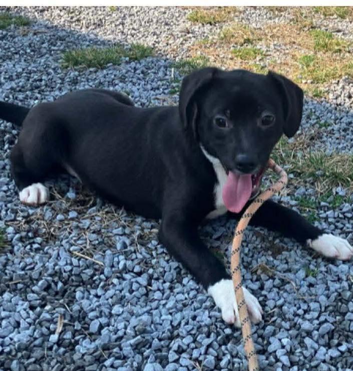 Enlarge Flip, a ADOPTABLE mixed breed in Bartlett, IL image 4/6