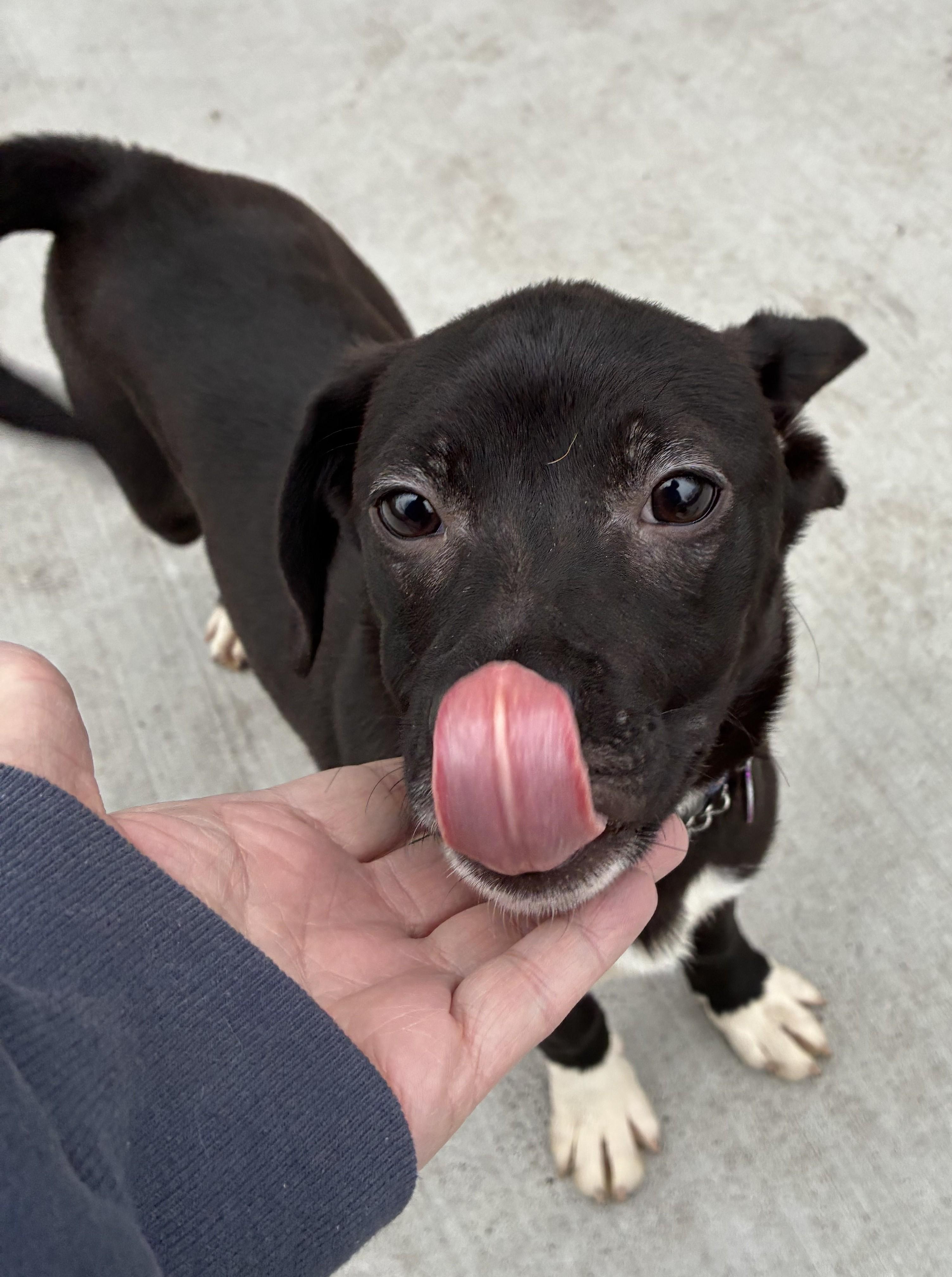Enlarge Flip, a ADOPTABLE mixed breed in Bartlett, IL image 3/6