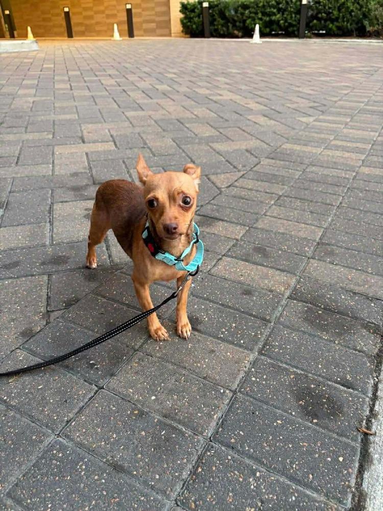 Ocelot, Adoptable, Adult Female Chihuahua & Dachshund.