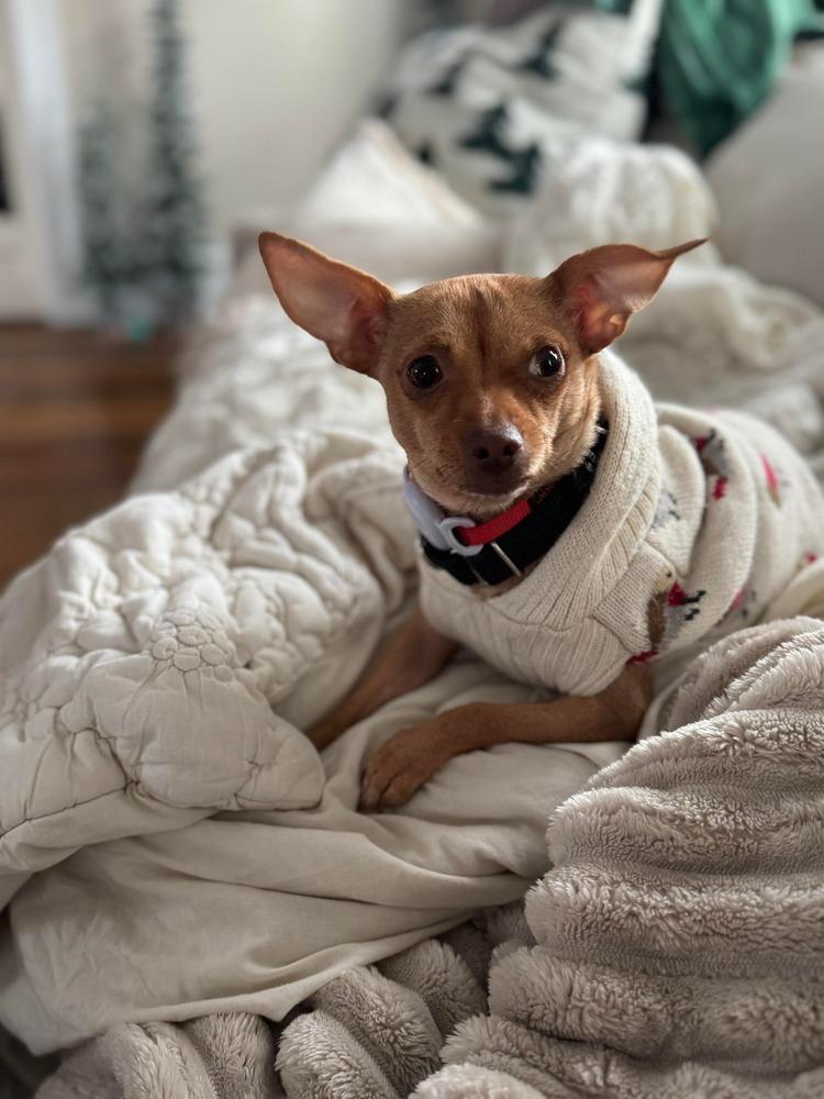 Enlarge Ocelot, a Adoptable mixed breed in Saugus, MA image 2/6
