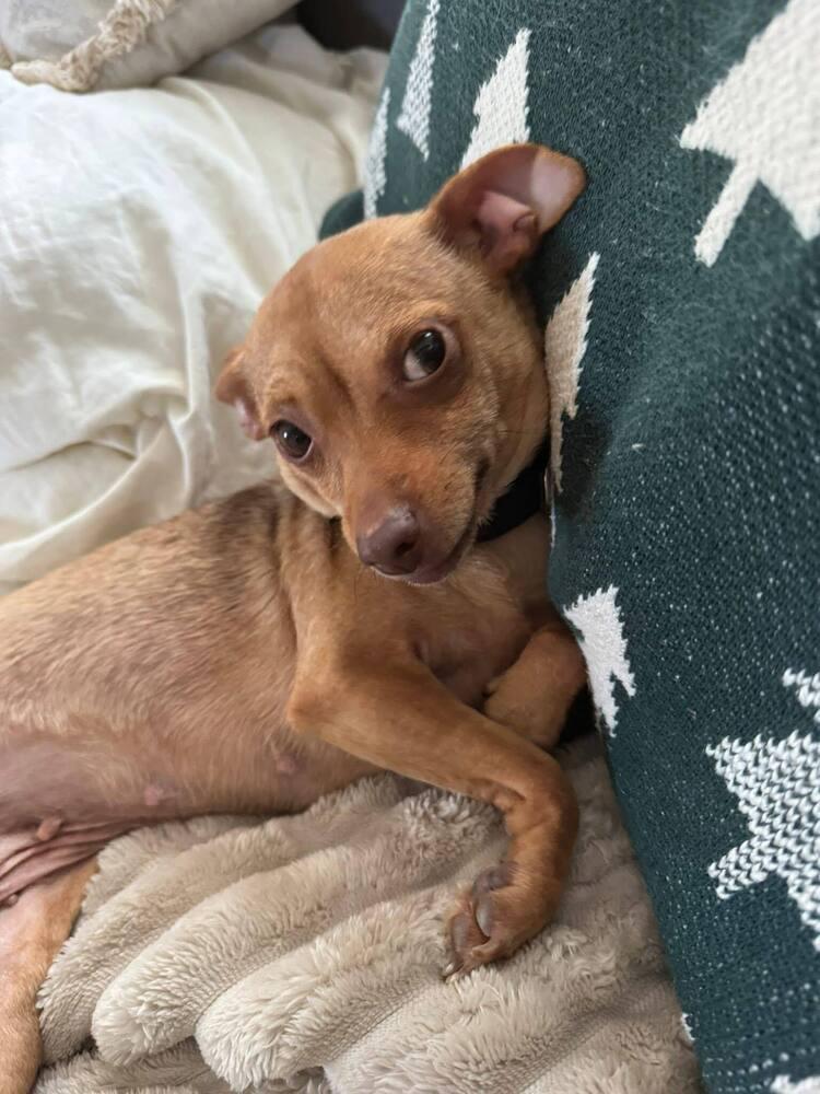 Enlarge Ocelot, a Adoptable mixed breed in Saugus, MA image 3/6