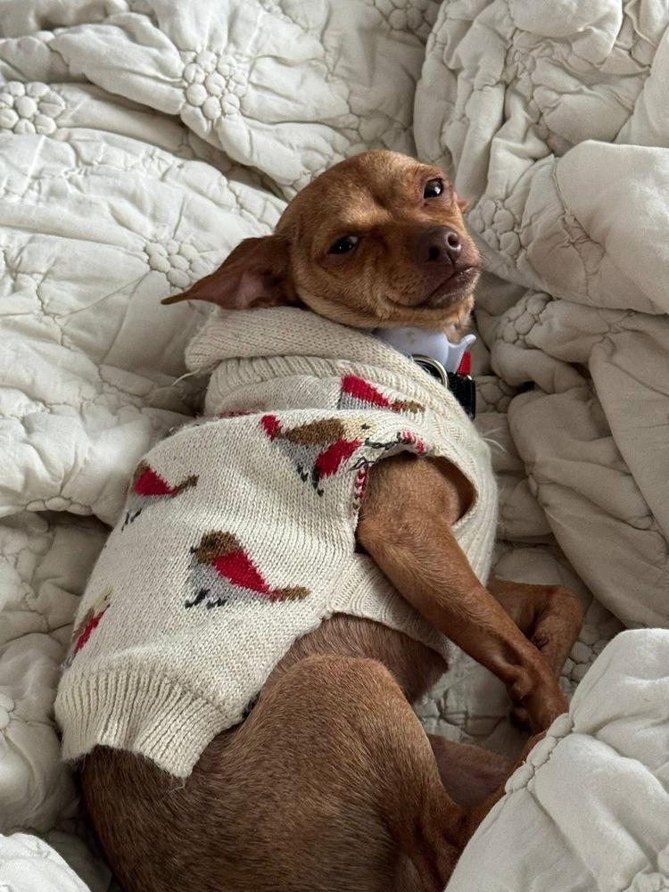 Enlarge Ocelot, a Adoptable mixed breed in Saugus, MA image 4/6