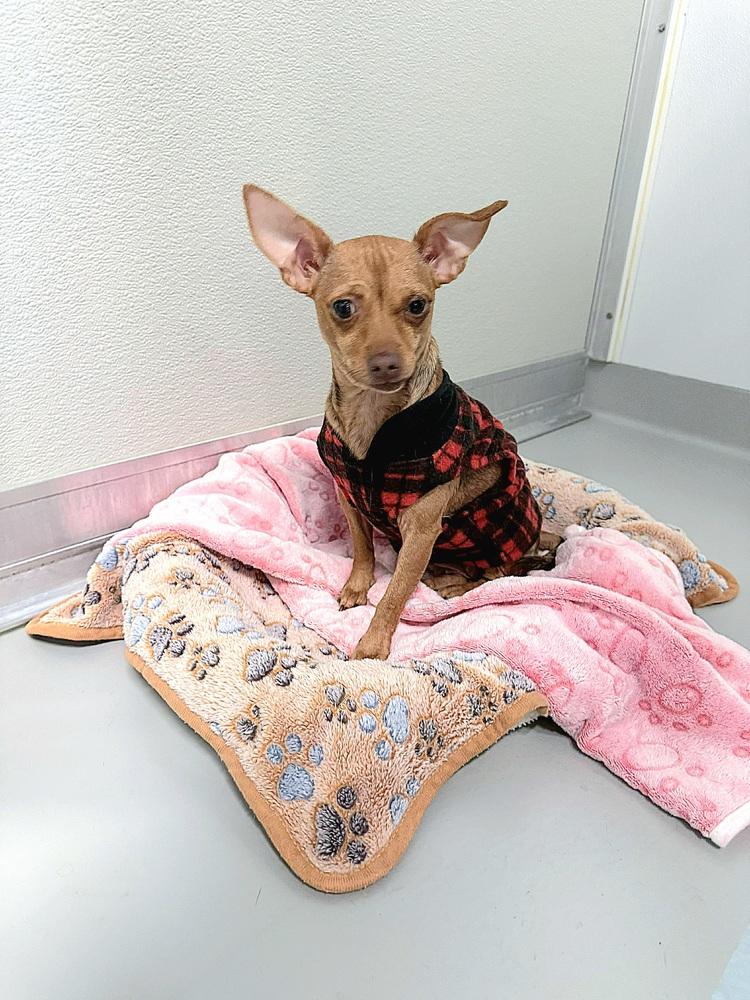 Enlarge Ocelot, a Adoptable mixed breed in Saugus, MA image 5/6