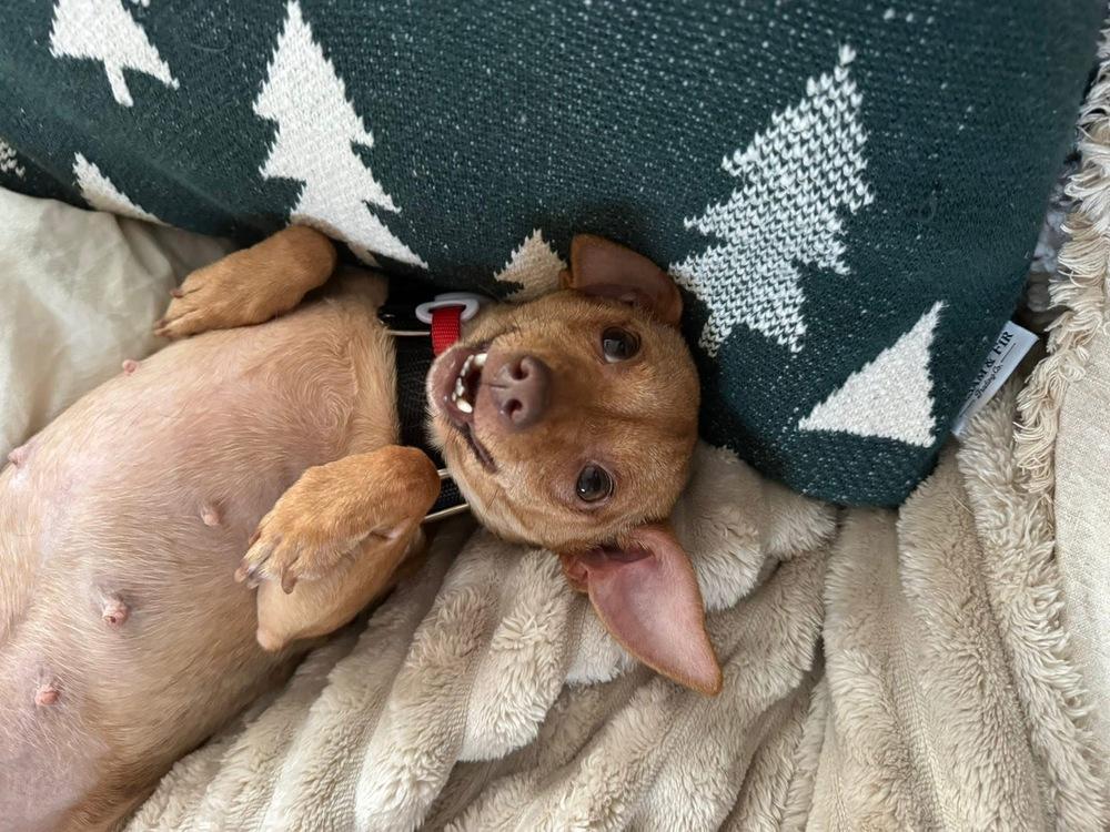 Enlarge Ocelot, a Adoptable mixed breed in Saugus, MA image 6/6