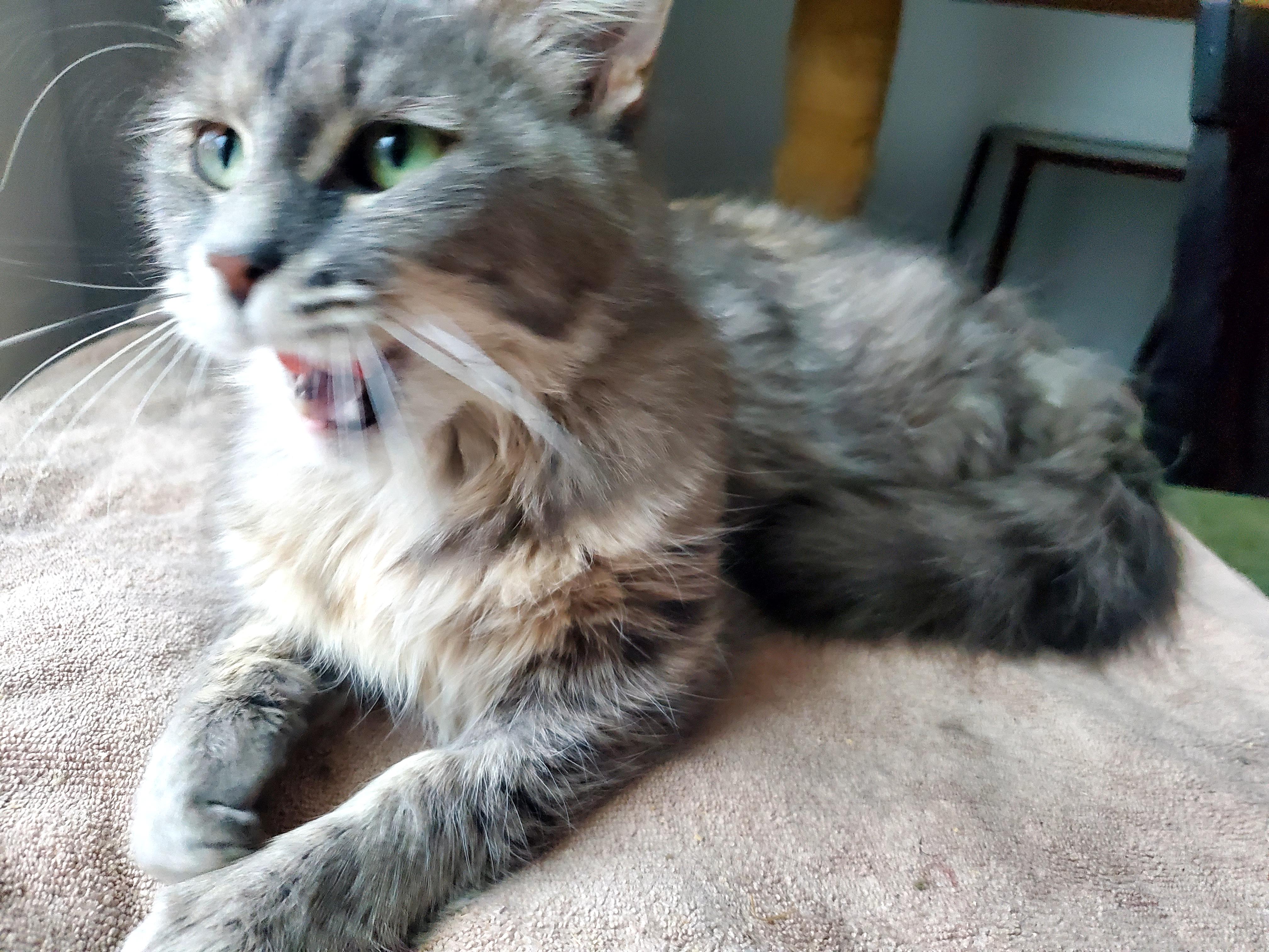 Enlarge Star, an adoptable mixed breed in Gladwin, MI image 4/6