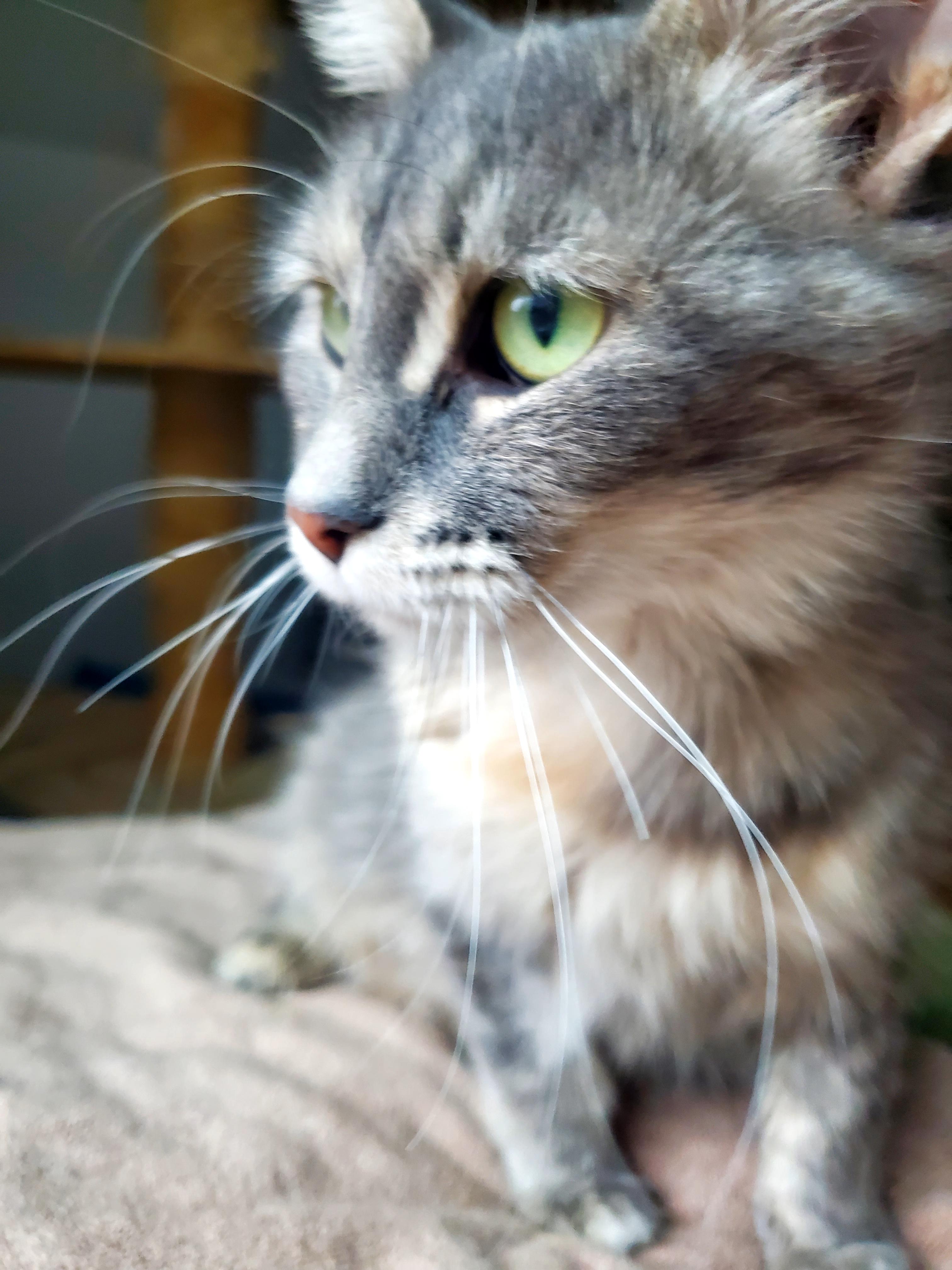 Enlarge Star, an adoptable mixed breed in Gladwin, MI image 5/6