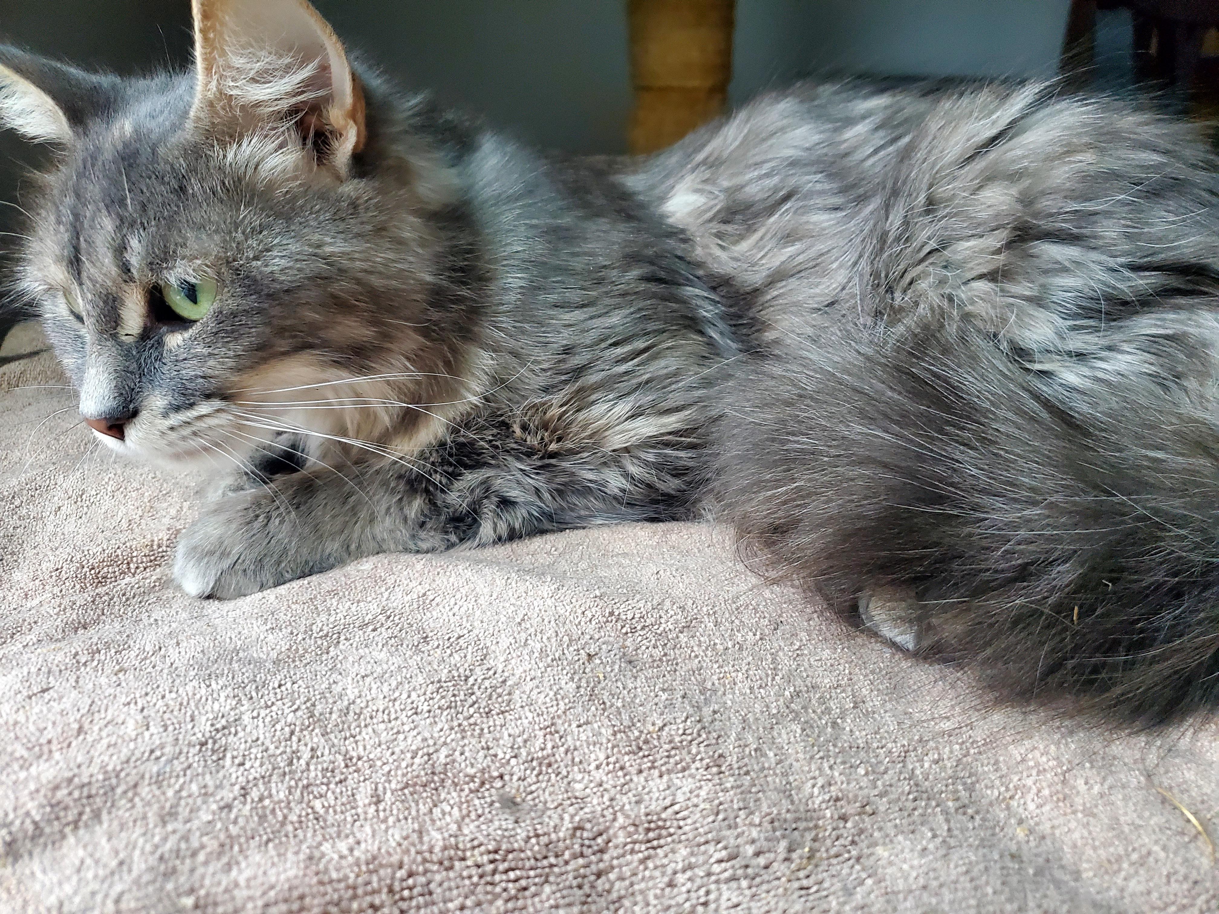 Enlarge Star, an adoptable mixed breed in Gladwin, MI image 3/6