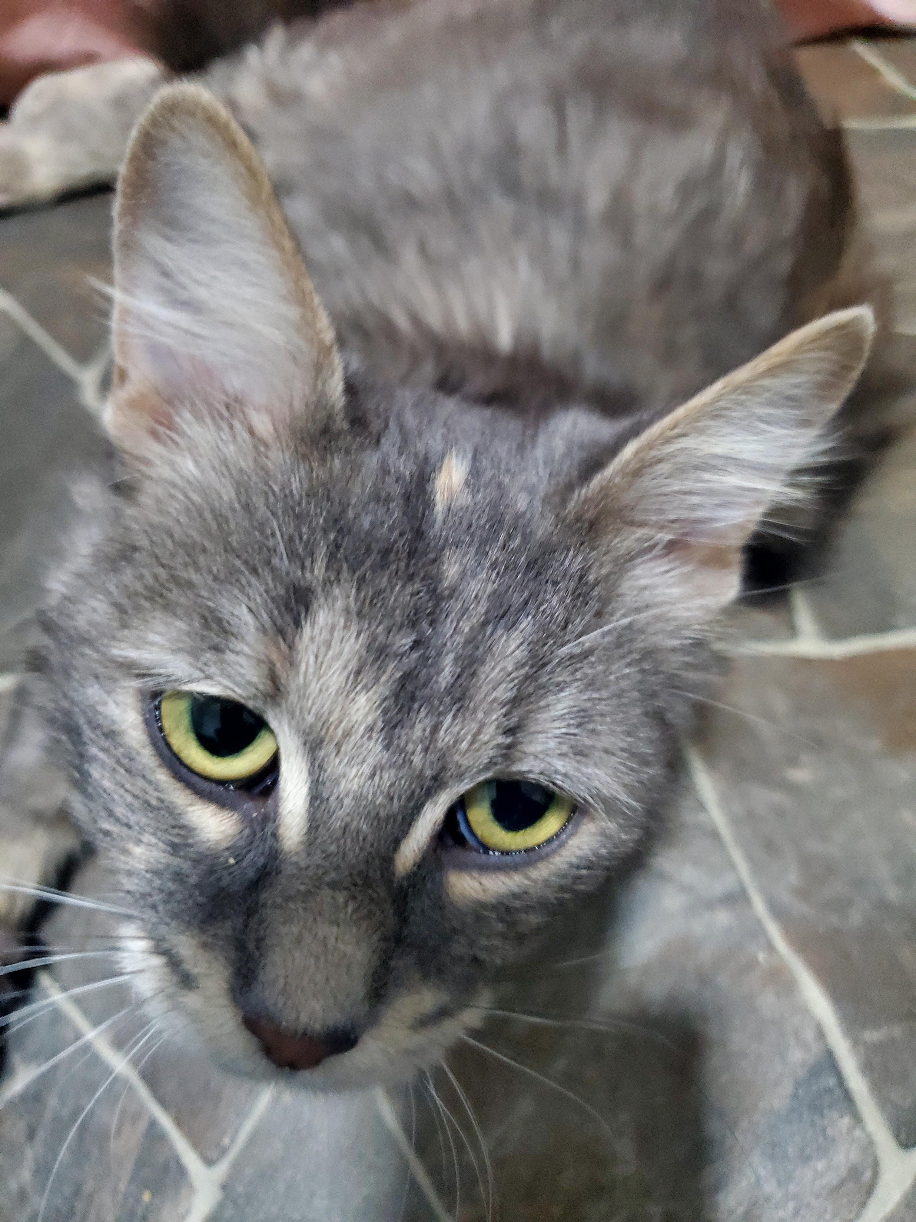 Enlarge Star, an adoptable mixed breed in Gladwin, MI image 2/6