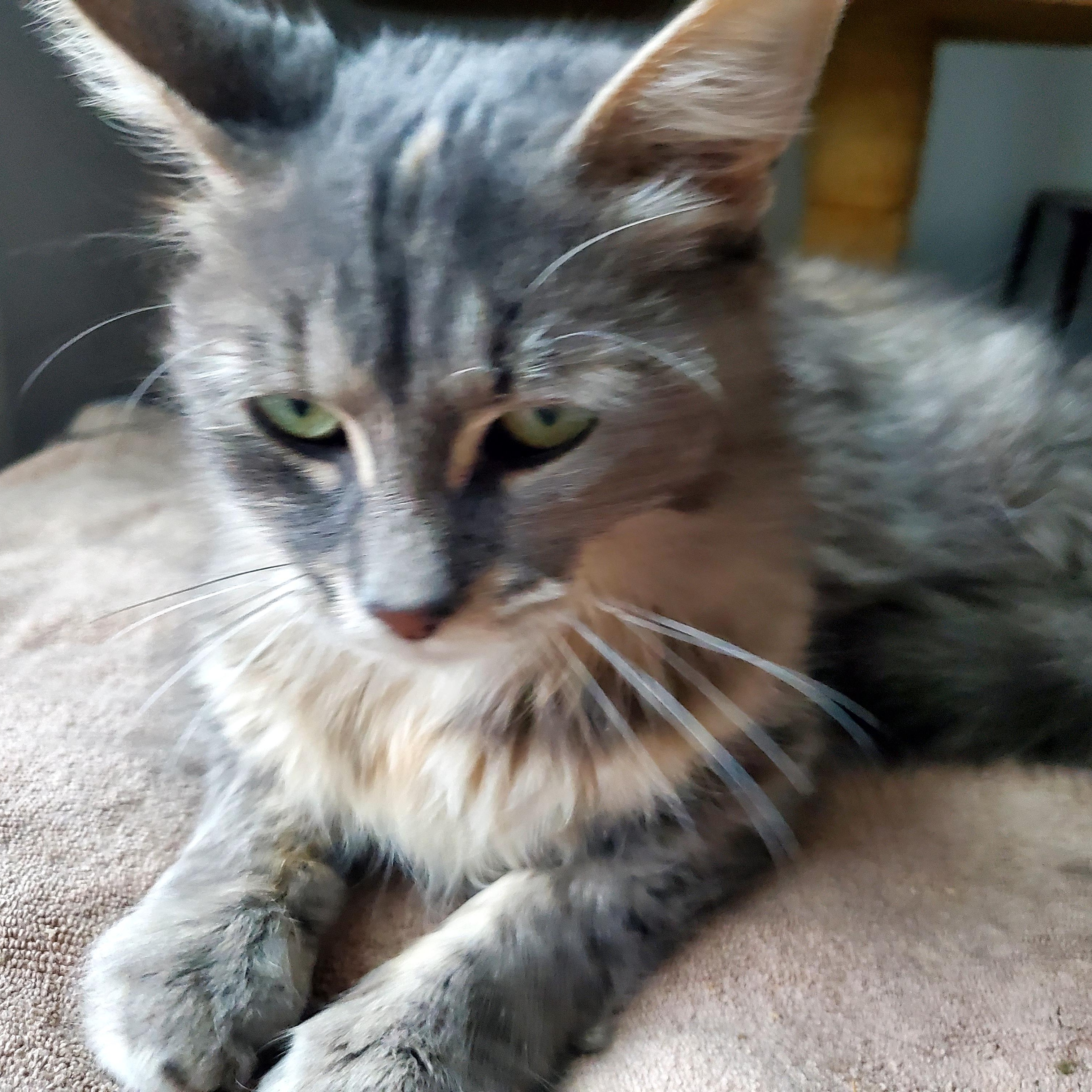 Enlarge Star, an adoptable mixed breed in Gladwin, MI image 1/6