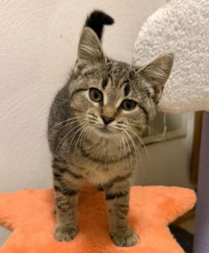Candie, ADOPTABLE, Kitten Female Domestic Short Hair.