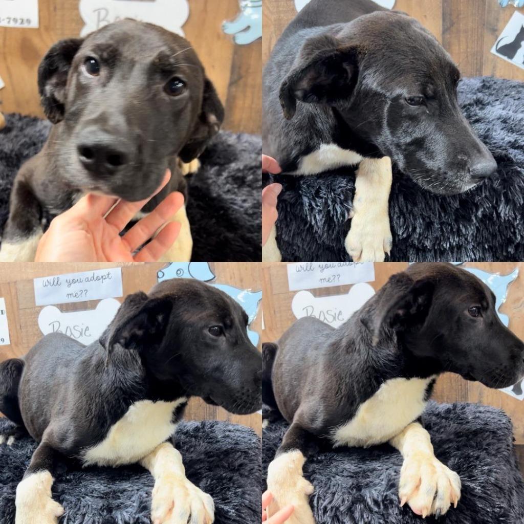 Enlarge Rosie, a Adoptable mixed breed in White Hall, IL image 1/1