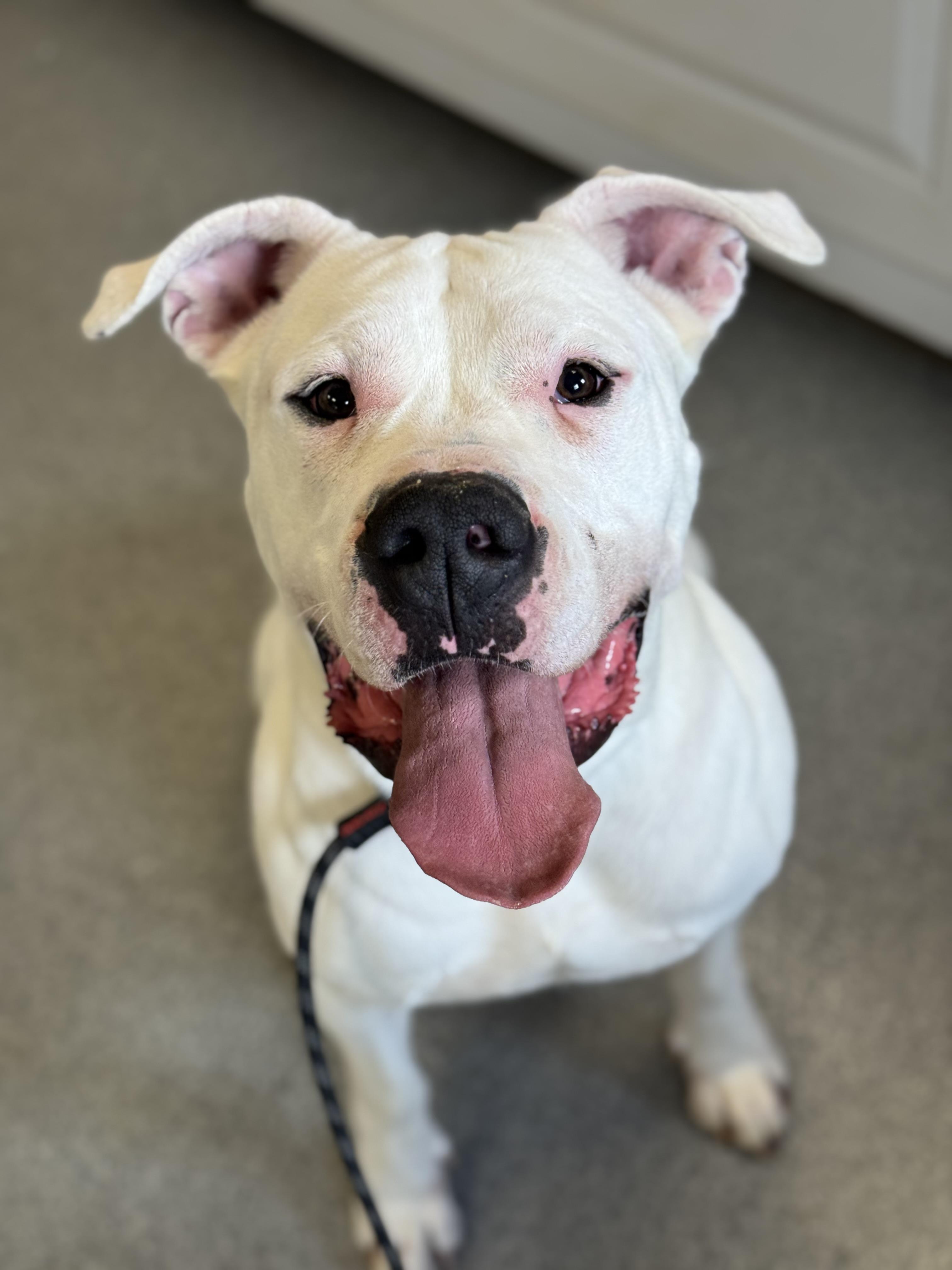 Mona, Adoptable, Adult Female Dogo Argentino.