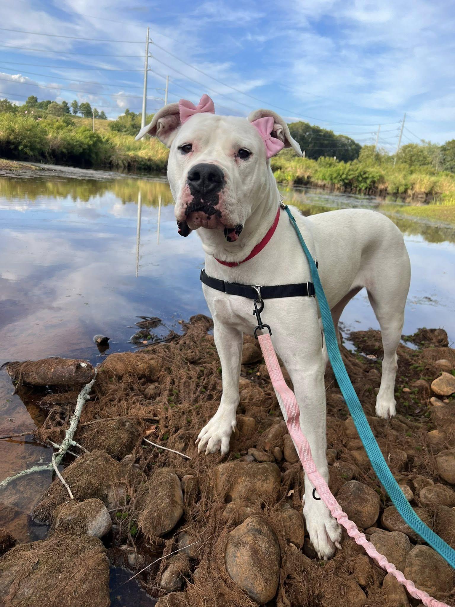 Enlarge Mona, a Adoptable mixed breed in Auburn, MA image 2/3