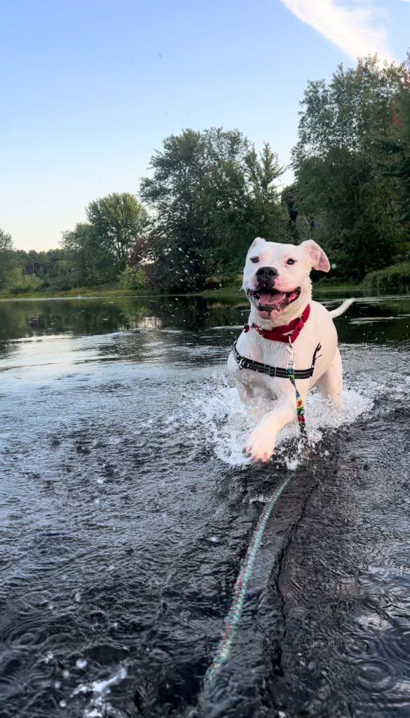 Enlarge Mona, a Adoptable mixed breed in Auburn, MA image 3/3