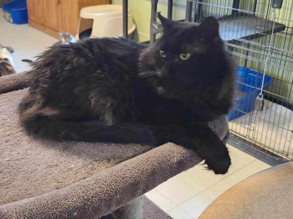 Enlarge Prince Akeem, a Adopted mixed breed in Rice Lake, WI image 1/1