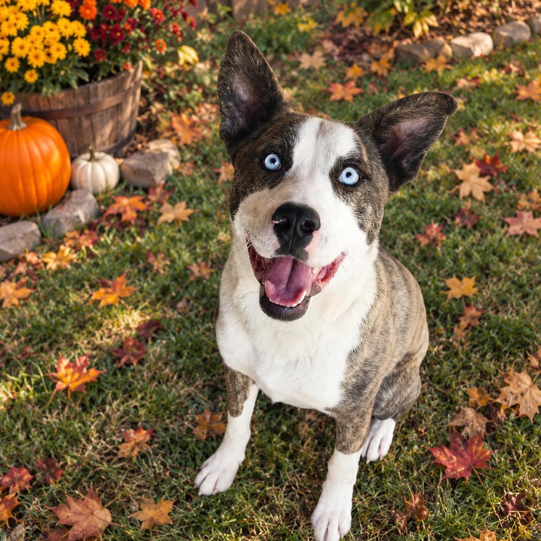 Enlarge Willy, a Adoptable mixed breed in Susanville, CA image 1/1