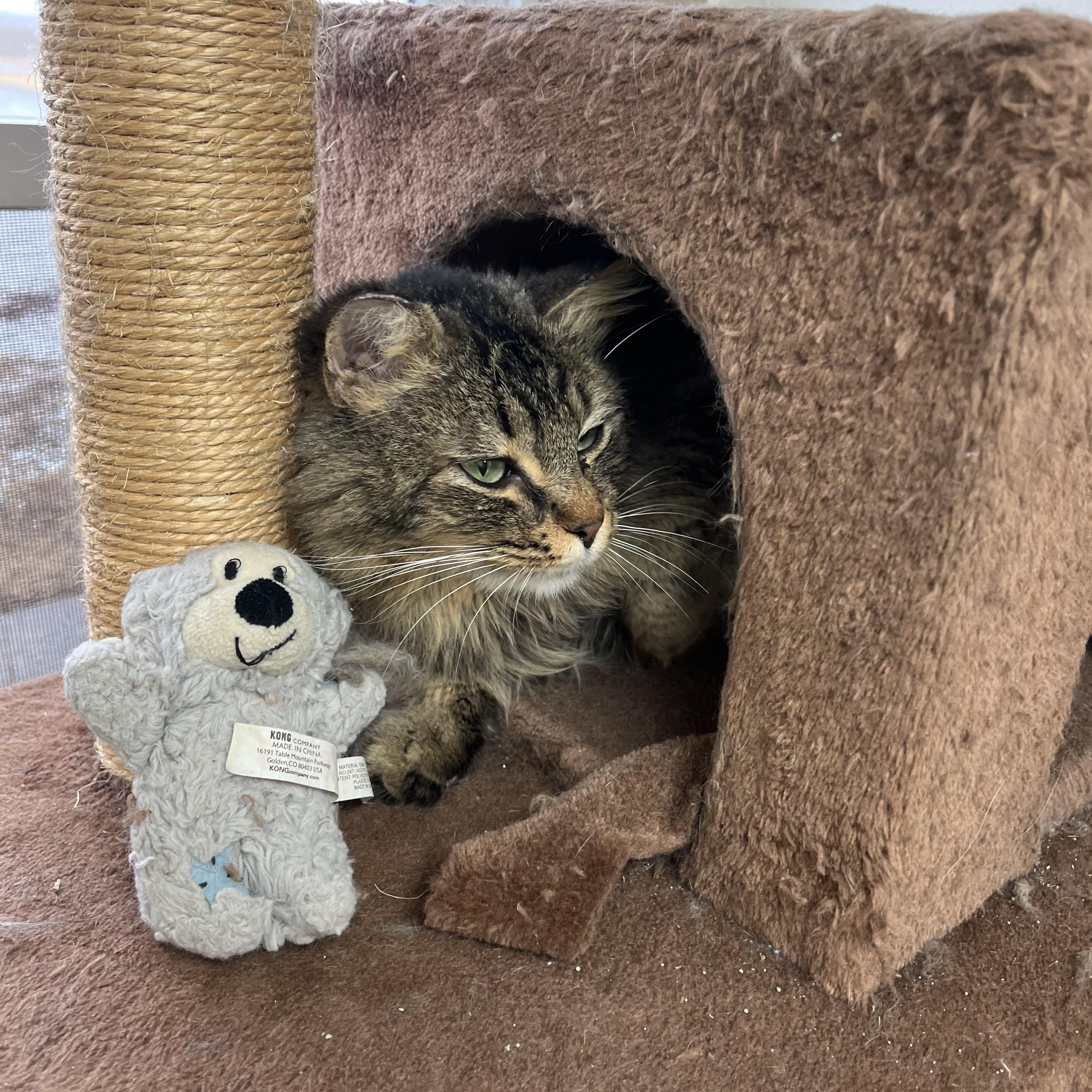 Enlarge BERT, an adoptable Domestic Long Hair in Carthage, IL image 2/3