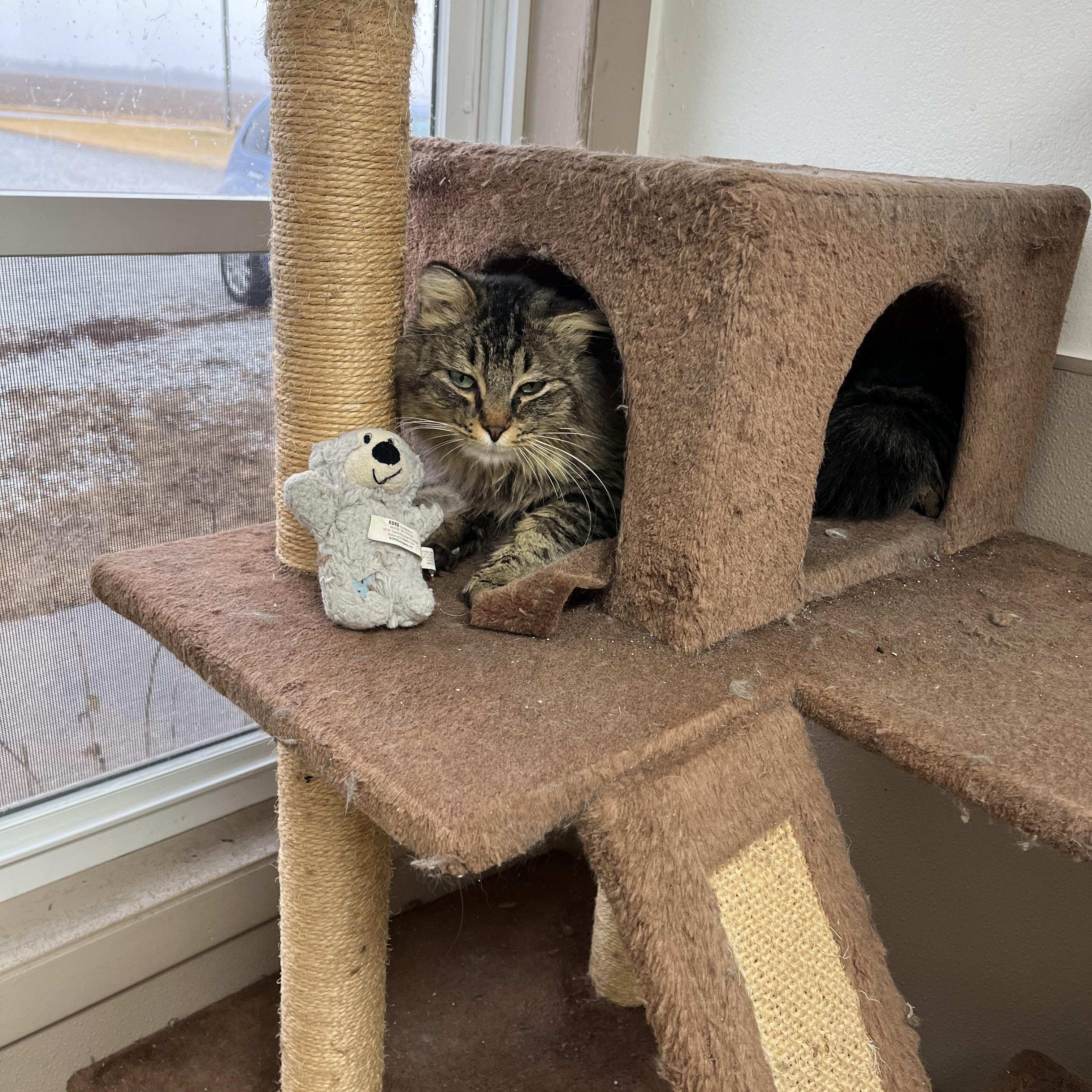 Enlarge BERT, an adoptable Domestic Long Hair in Carthage, IL image 3/3