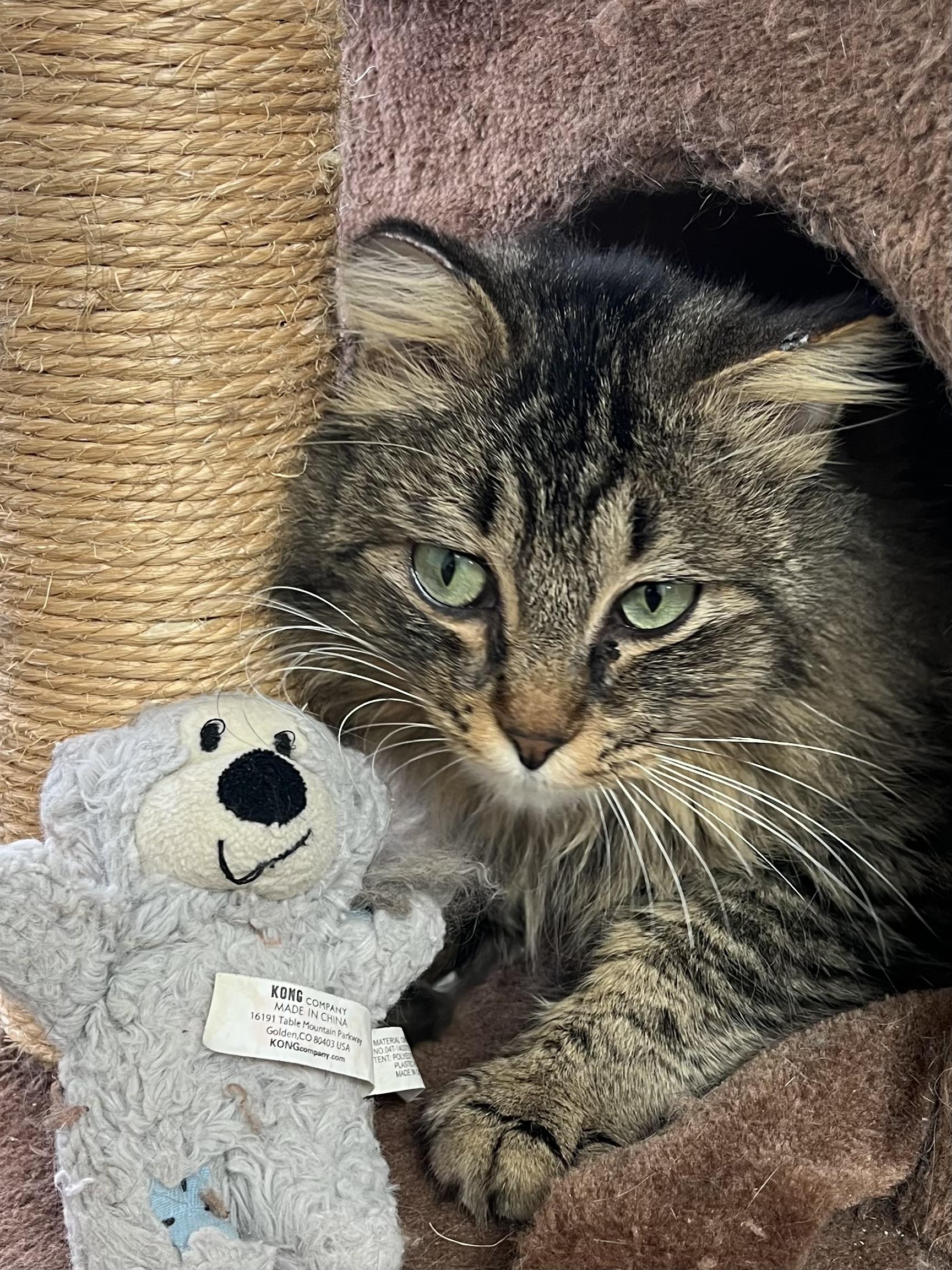 Enlarge BERT, an adoptable Domestic Long Hair in Carthage, IL image 1/3